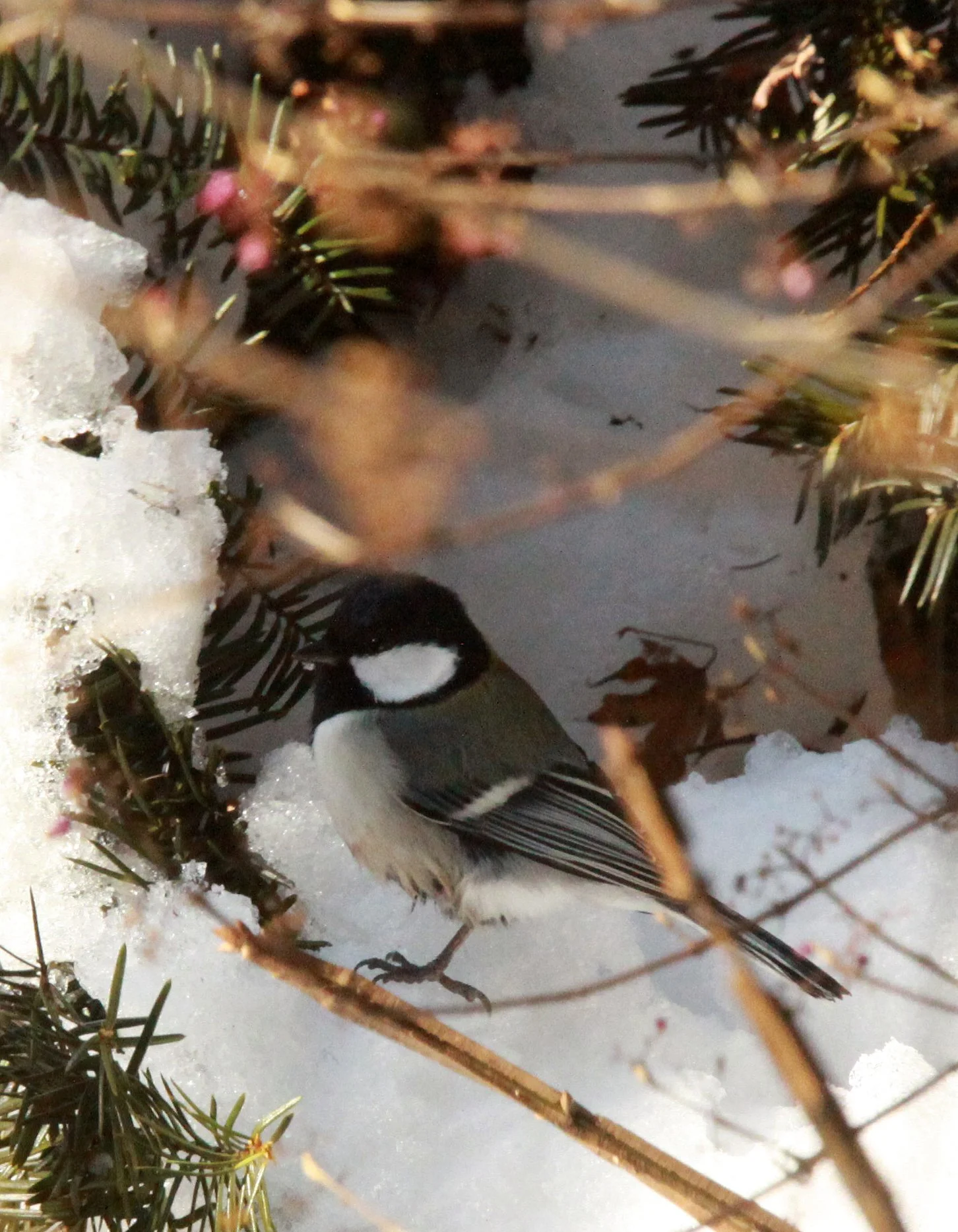 Japanese Tit (Parus minor) Shiobutsu Onsen Karuizawa Japan (22).JPG