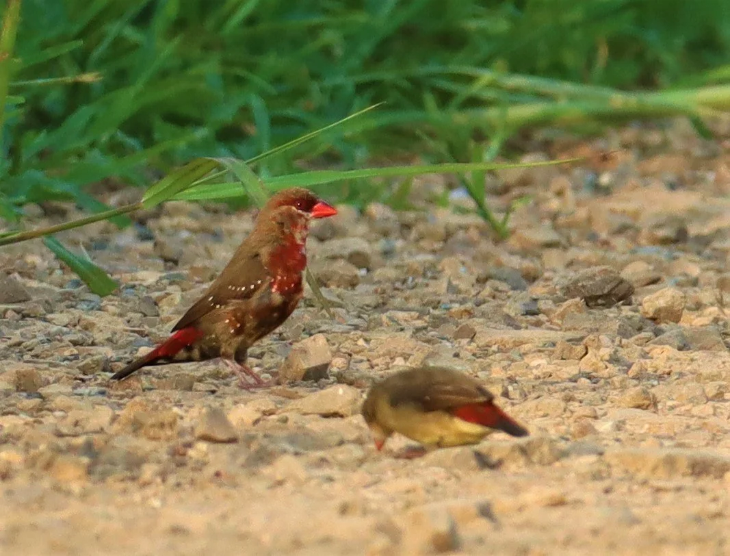 RED AVADAVAT - Amandava amandava - LAT KRABANG RICE FIELDS AT THAP YAO (62).jpg