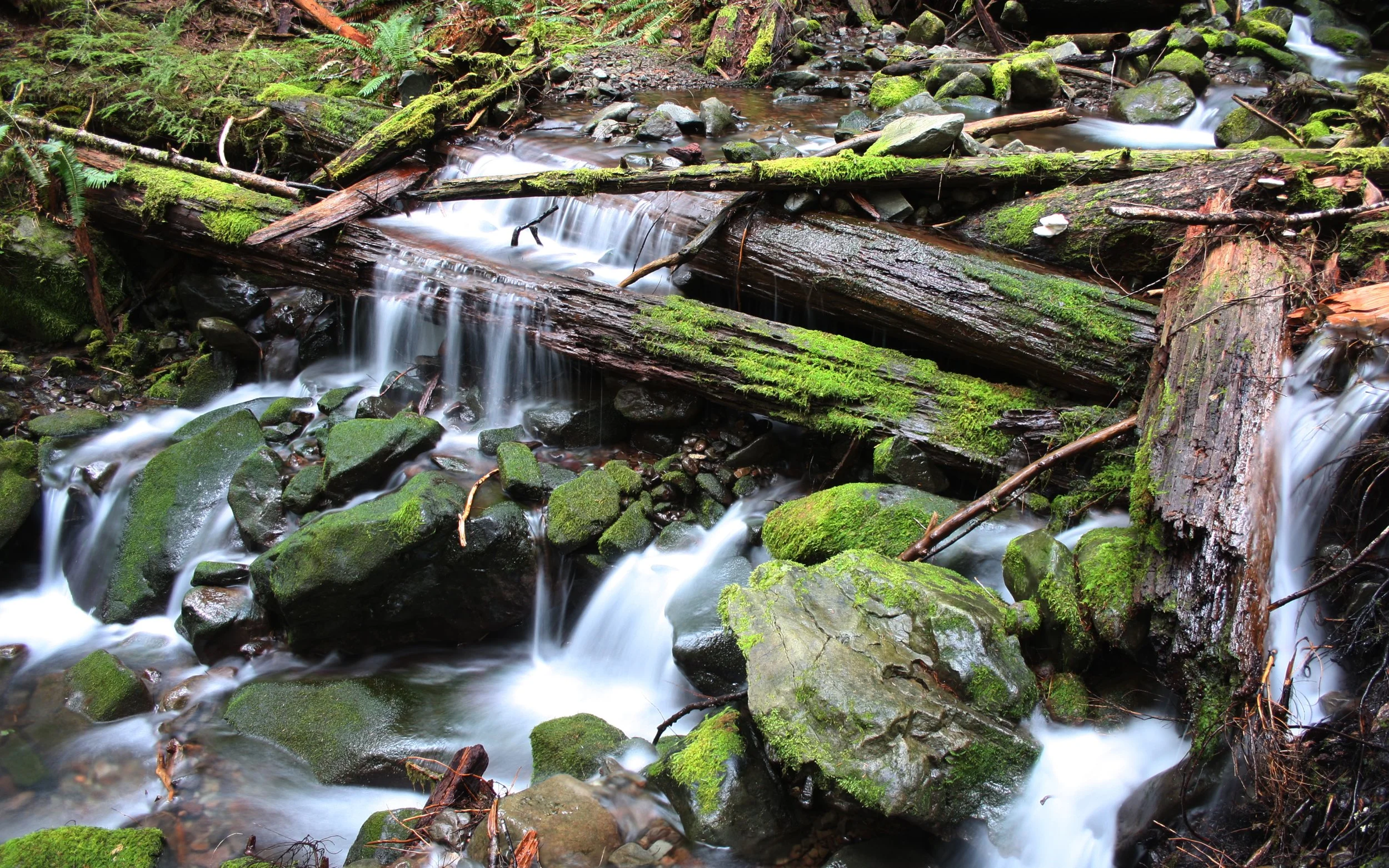 SOL DUC FALLS AND FOREST - ONP WA (104).JPG