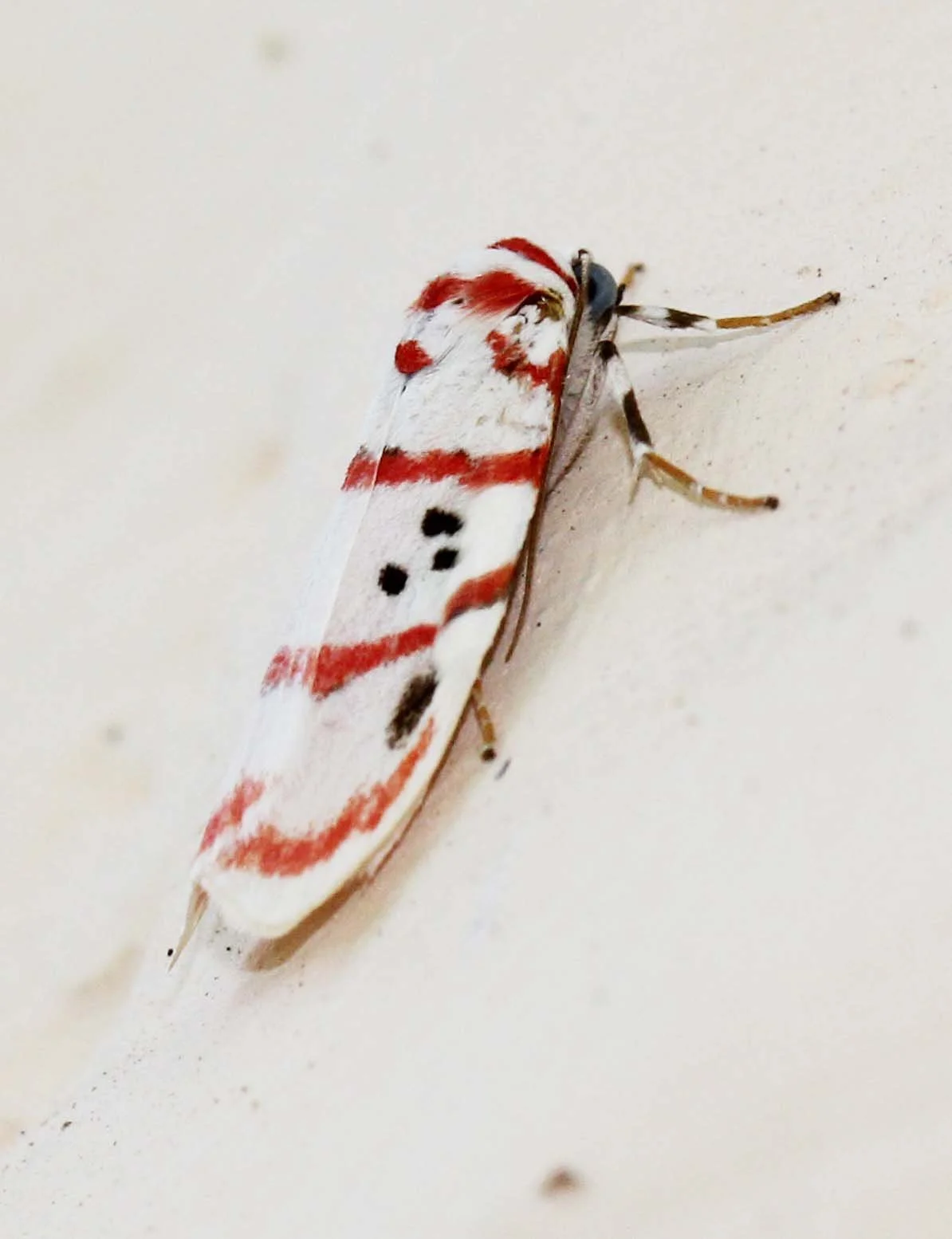 Arctiidae - Cyana bellissima - Valparai Tamil Nadu, India 