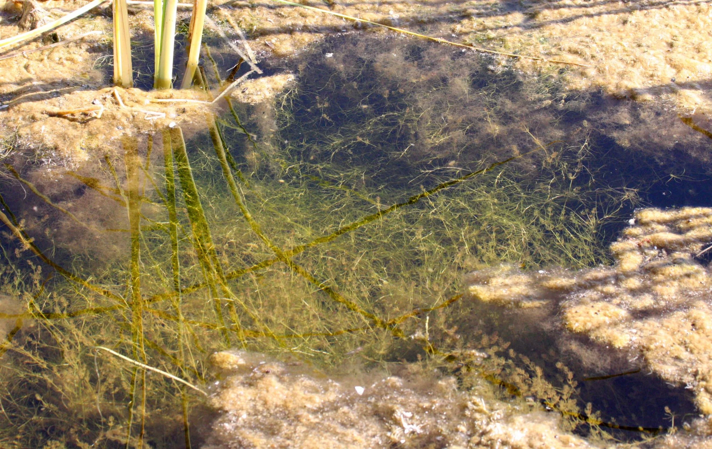 ALGAE - IN EPHEMERAL POND - CATAVINA DESERT BAJA MEXICO.JPG