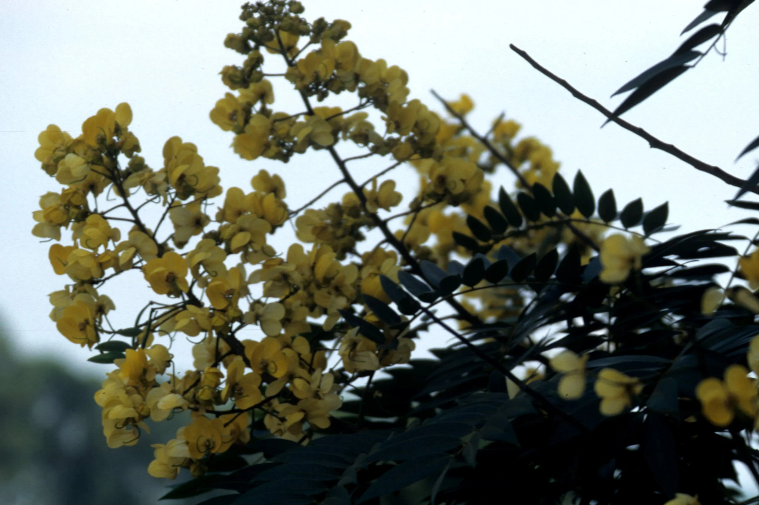KENYA - PEA TREE.jpg
