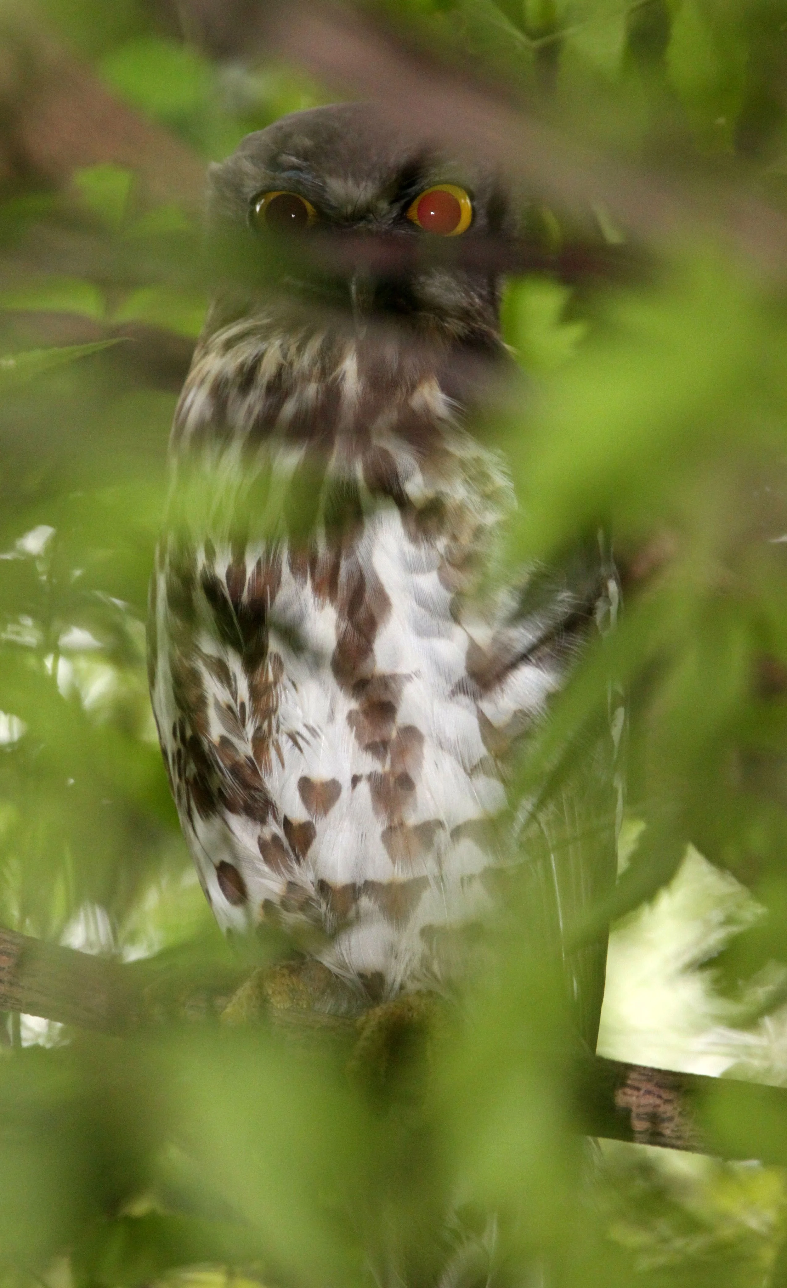 Ninox scutulata - BROWN HAWK OWL - CHAMBAL SANCTUARY INDIA (19).JPG