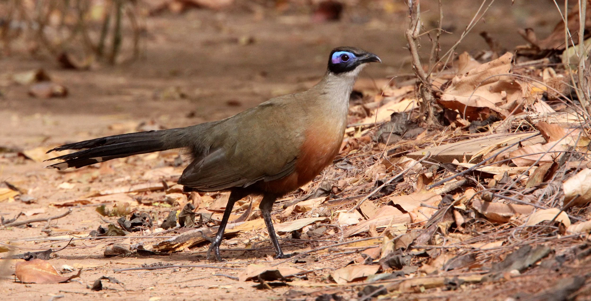 Giant Coua (Coua gigas) Kirindy NP Madagascar (12).JPG