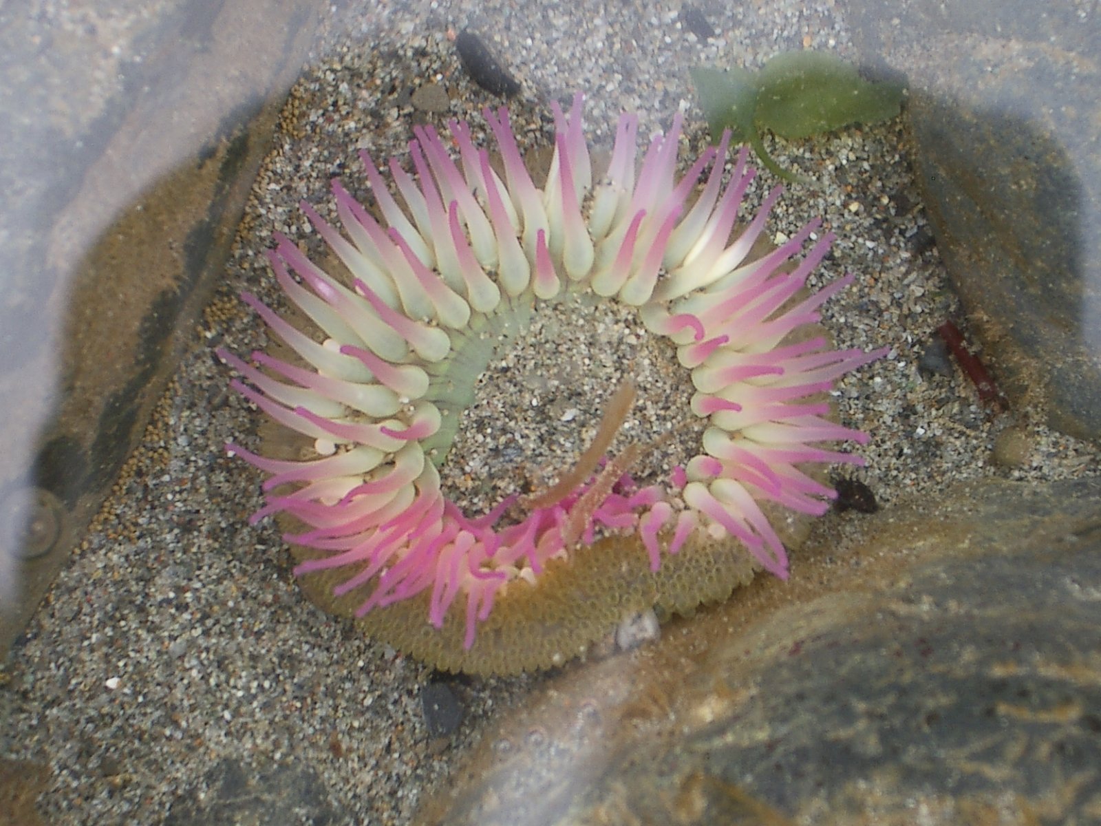 2004-6-12 LARRY AND KATRIS WEDDING IN EUREKA CALIFORNIA (20).JPG