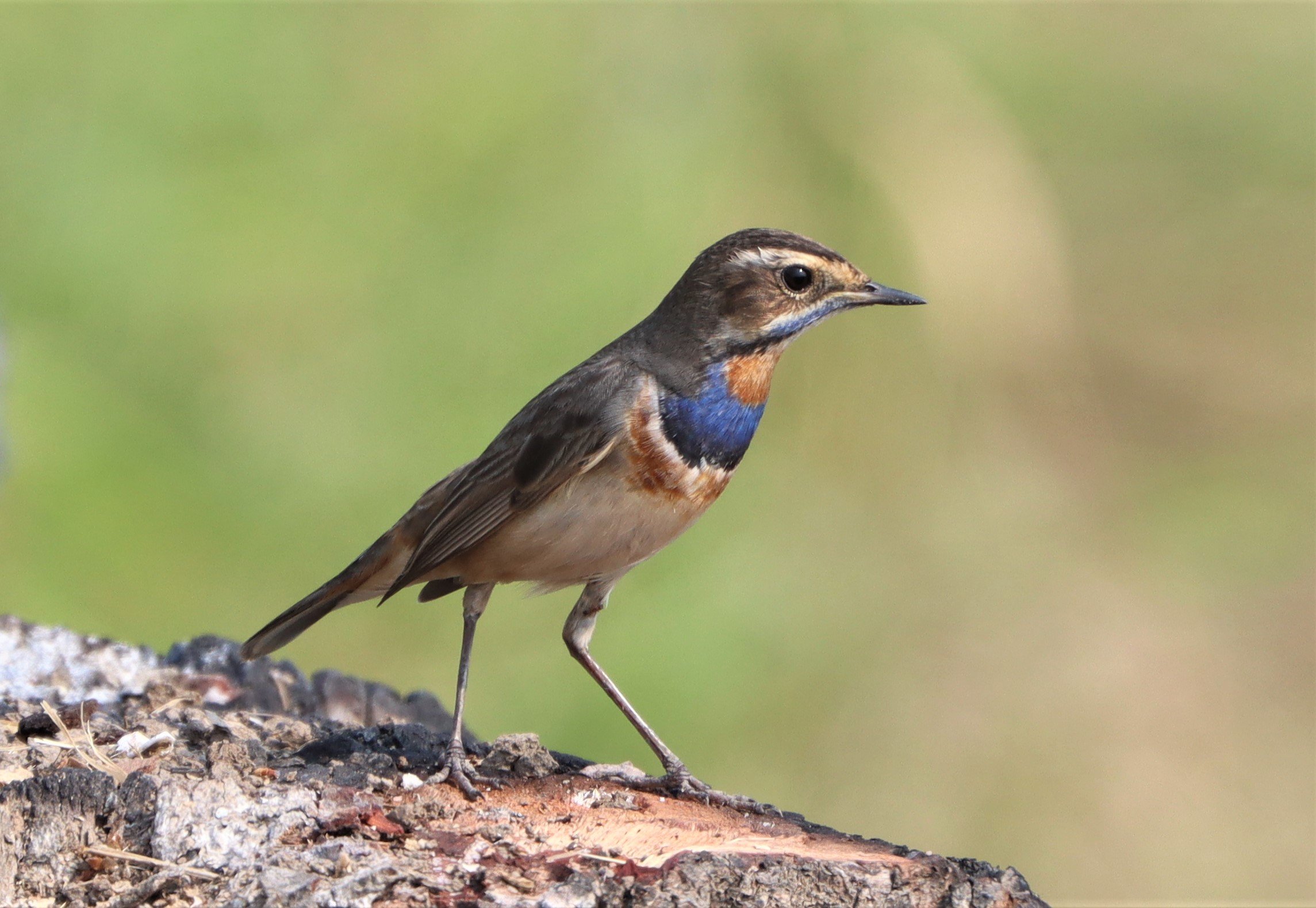 BLUETHROAT - Luscinia svecica - LAT KRABANG WETLANDS NEAR BKK (27).jpg