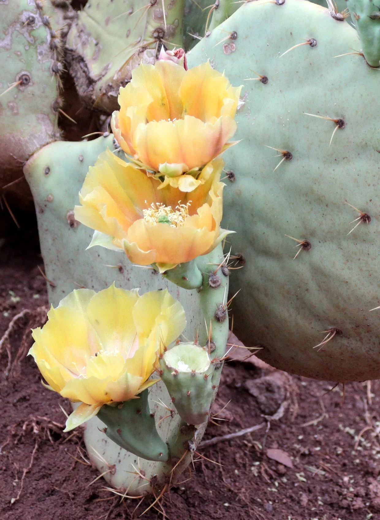 CACTACEAE - Opuntia violacea var. macrocentra - LONG-SPINE PRICKLY PEAR - WHITE SANDS NATIONAL MONUMENT (2).JPG
