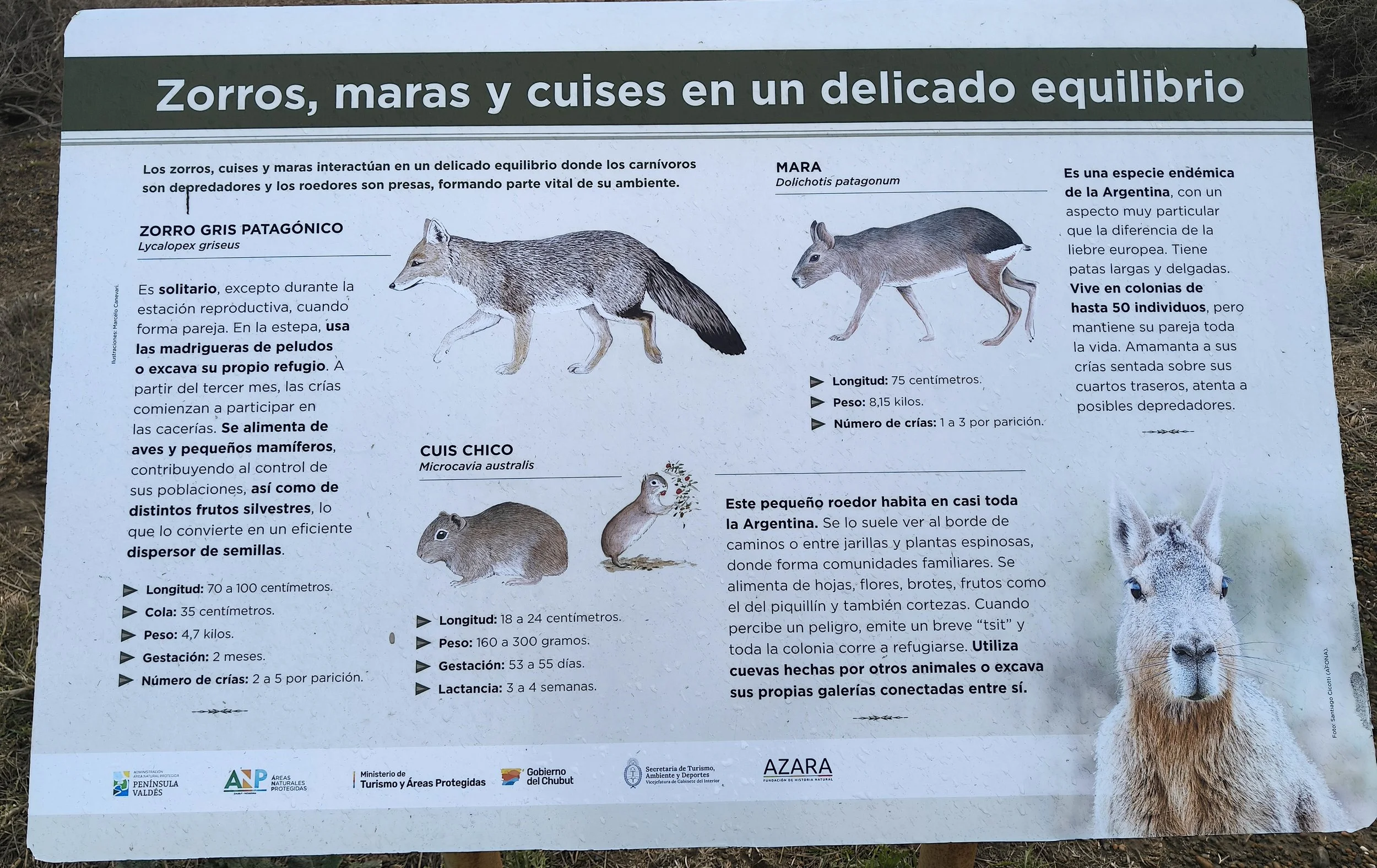 Valdes Peninsula, Chubut Province, Argentina (27).jpg