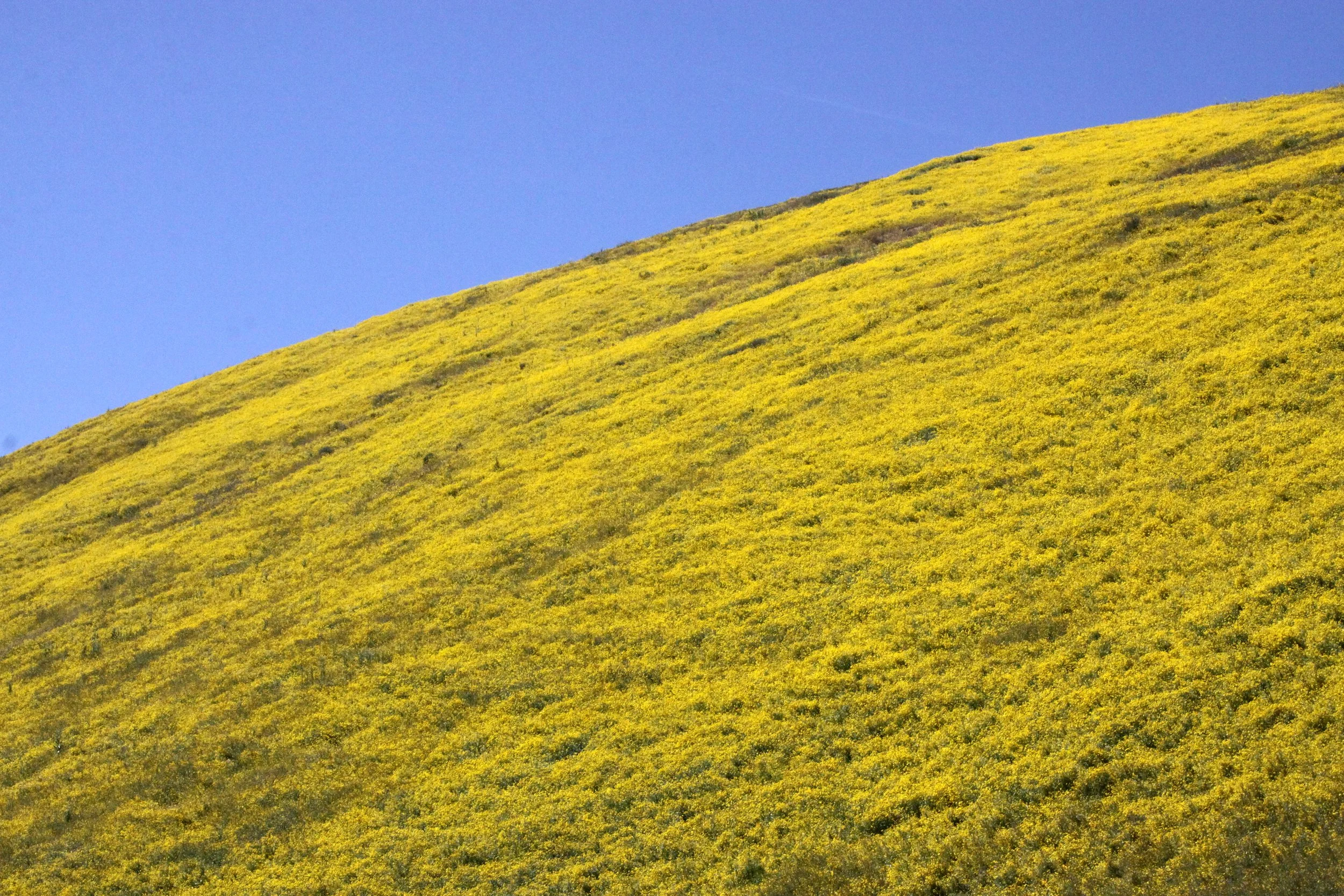 CARRIZO PLAIN NATIONAL MONUMENT - VIEWS OF THE FLOWER FIELDS - ROADTRIP SPRING 2010 (6).JPG