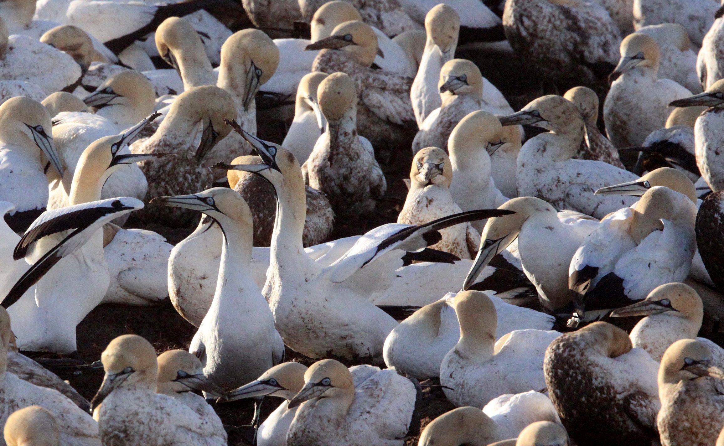 Cape gannet (Morus capensis) Lambert's Bay South Africa (20).JPG