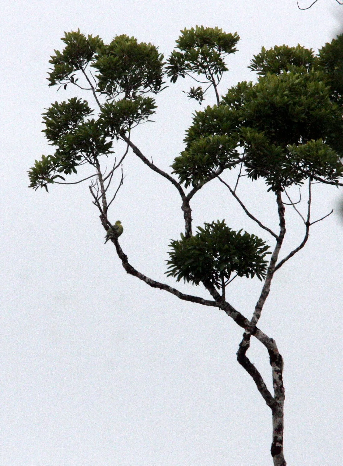 Madagascar Green Pigeon (Treron griveaudi) Mantadia NP Madagascar (1).JPG