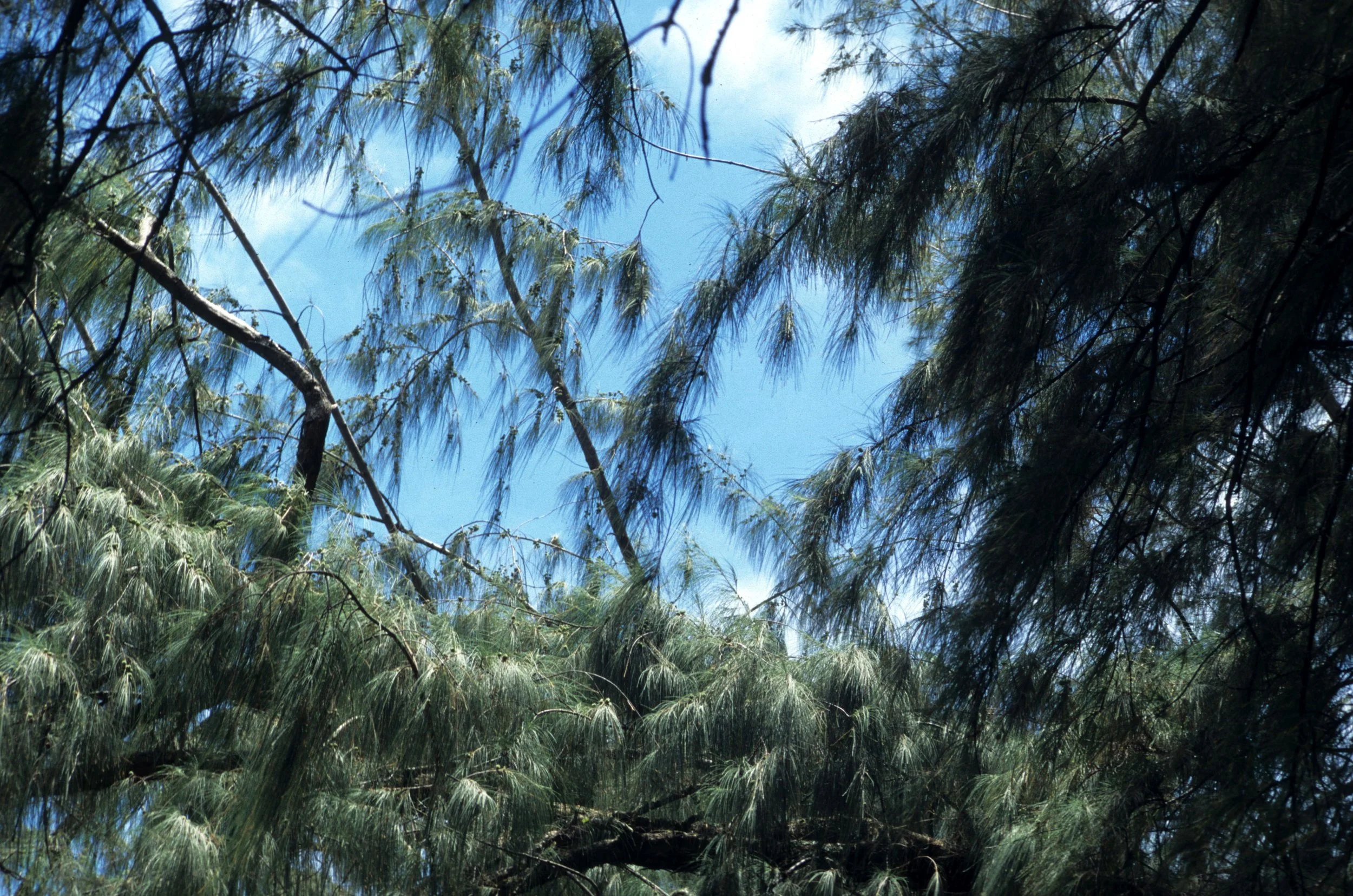 HAWAII - HAWAII - IRONWOOD TREE - CASUARINA EQUISETIFOLIA - MALAYSIA NATIVE.jpg