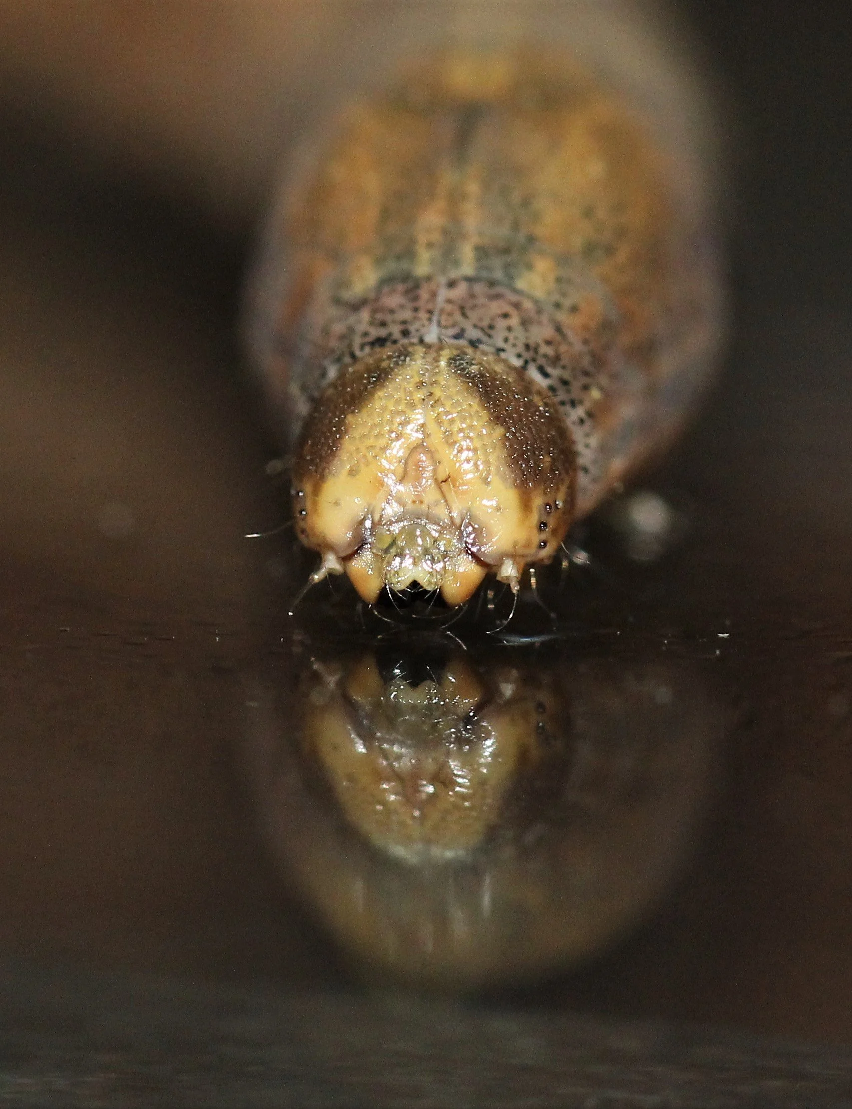 Lepidoptera - Koh Lanta The Other Side Villas (29).jpg