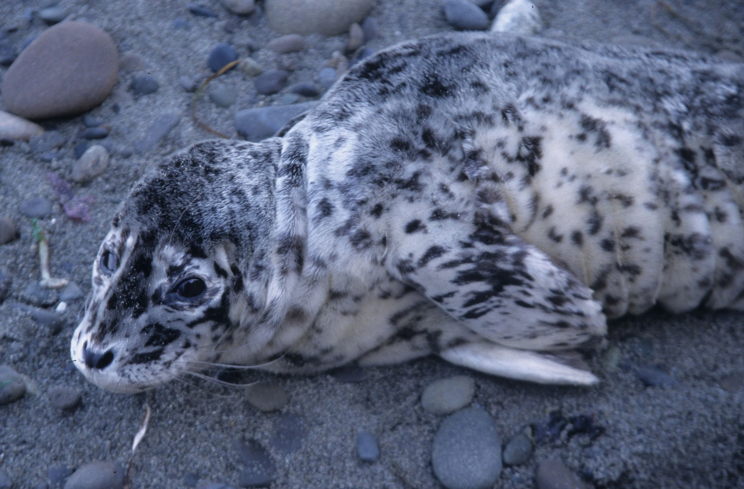 PINNIPED - HARBOR SEAL PUP.jpg