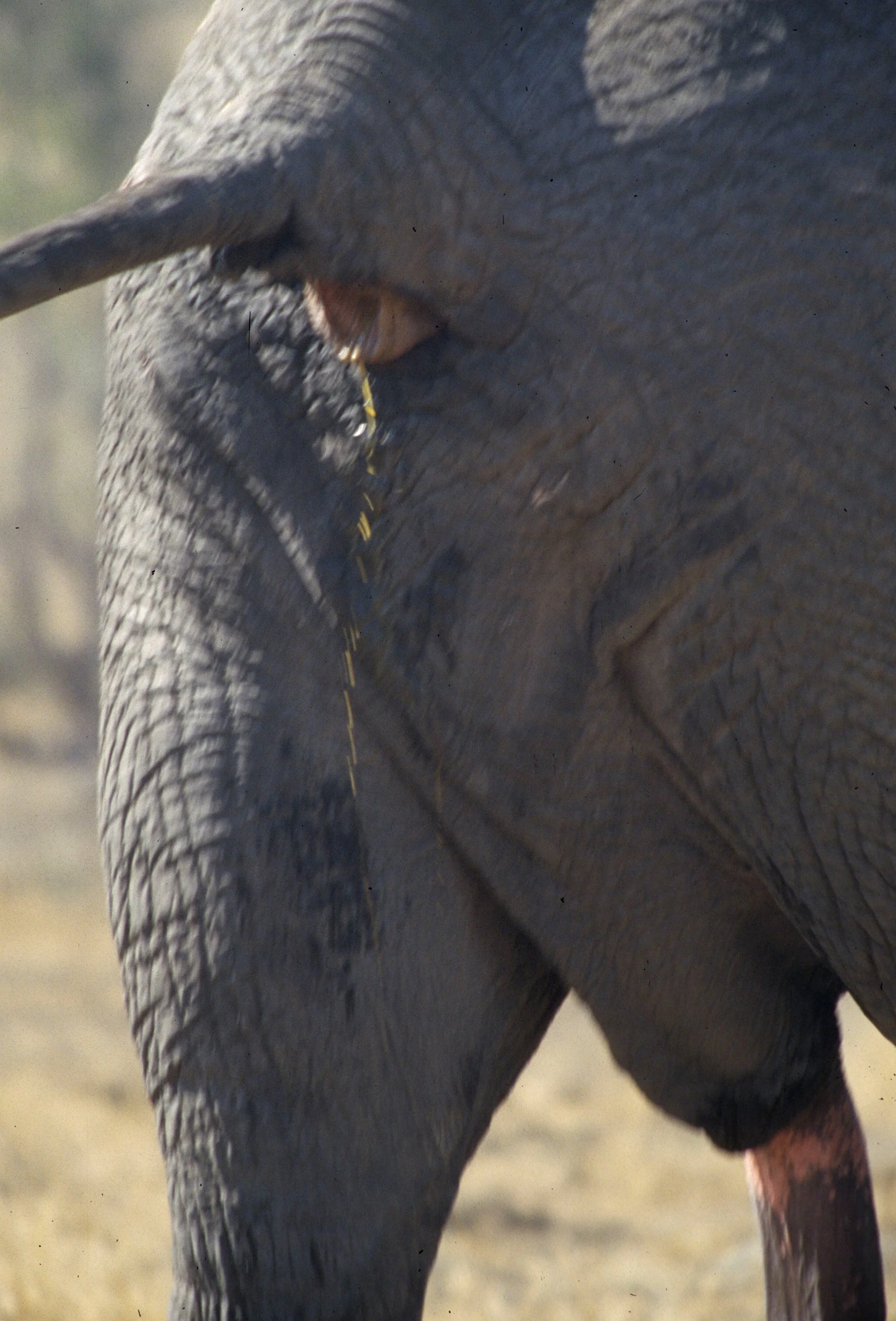 ELEPHANT - ZIMBABWE L.jpg
