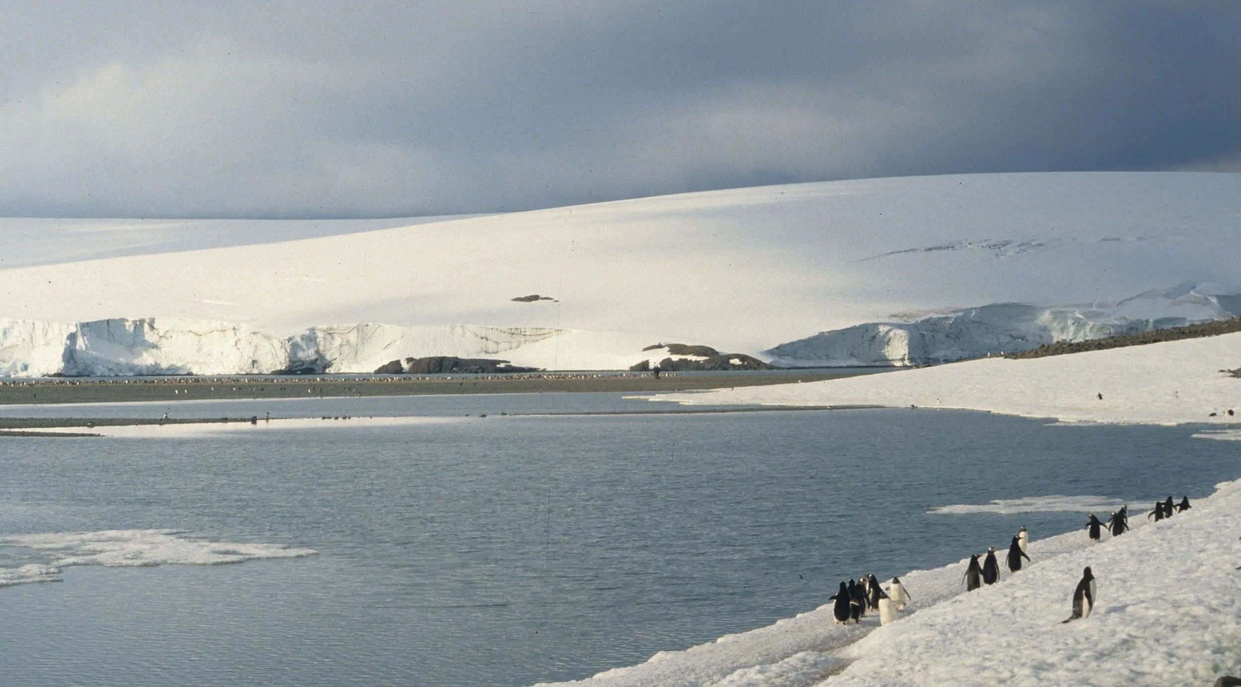 Gentoo Penguin (Pygoscelis papua) Danco Island Antarctic Peninsula (11).jpg
