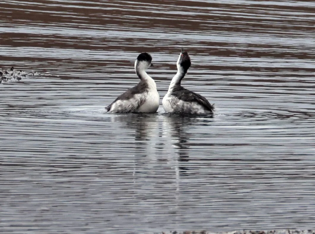 Grebe - Silvery Grebe - Podiceps occipitalis - Lauca National Park, Chile (21).jpg