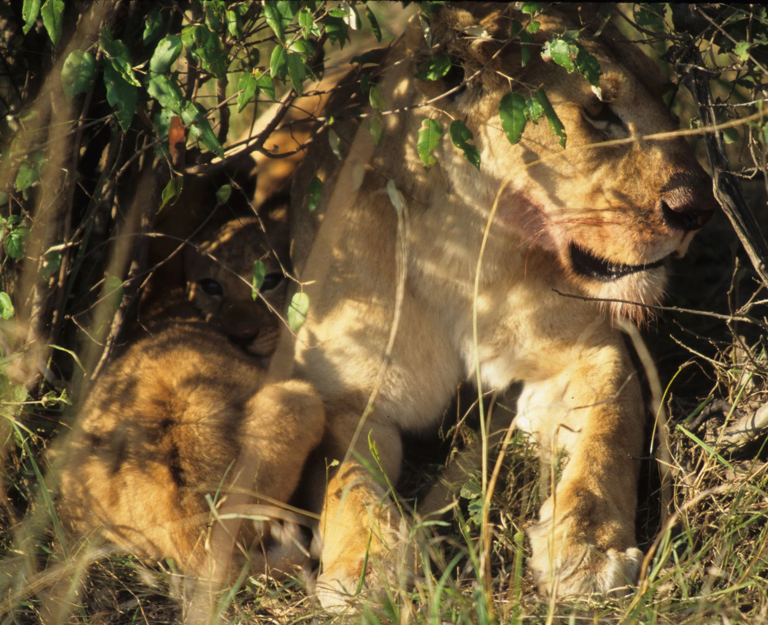 FELID - LION - SERENGETI (27).jpg
