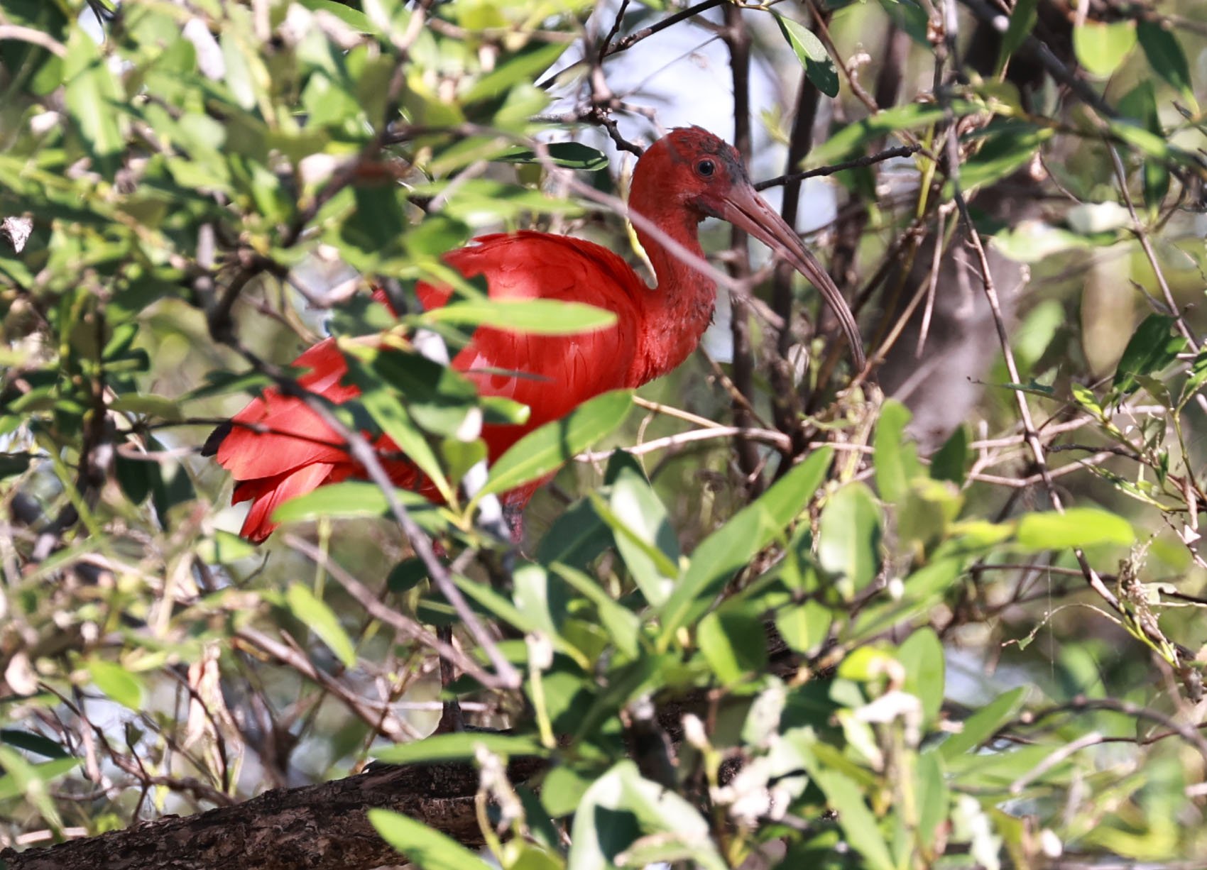 Ibis - Scarlet Ibis - Eudocimus ruber - 29 Songkaow Cafe, Chachoengsao Thailand (9).jpg