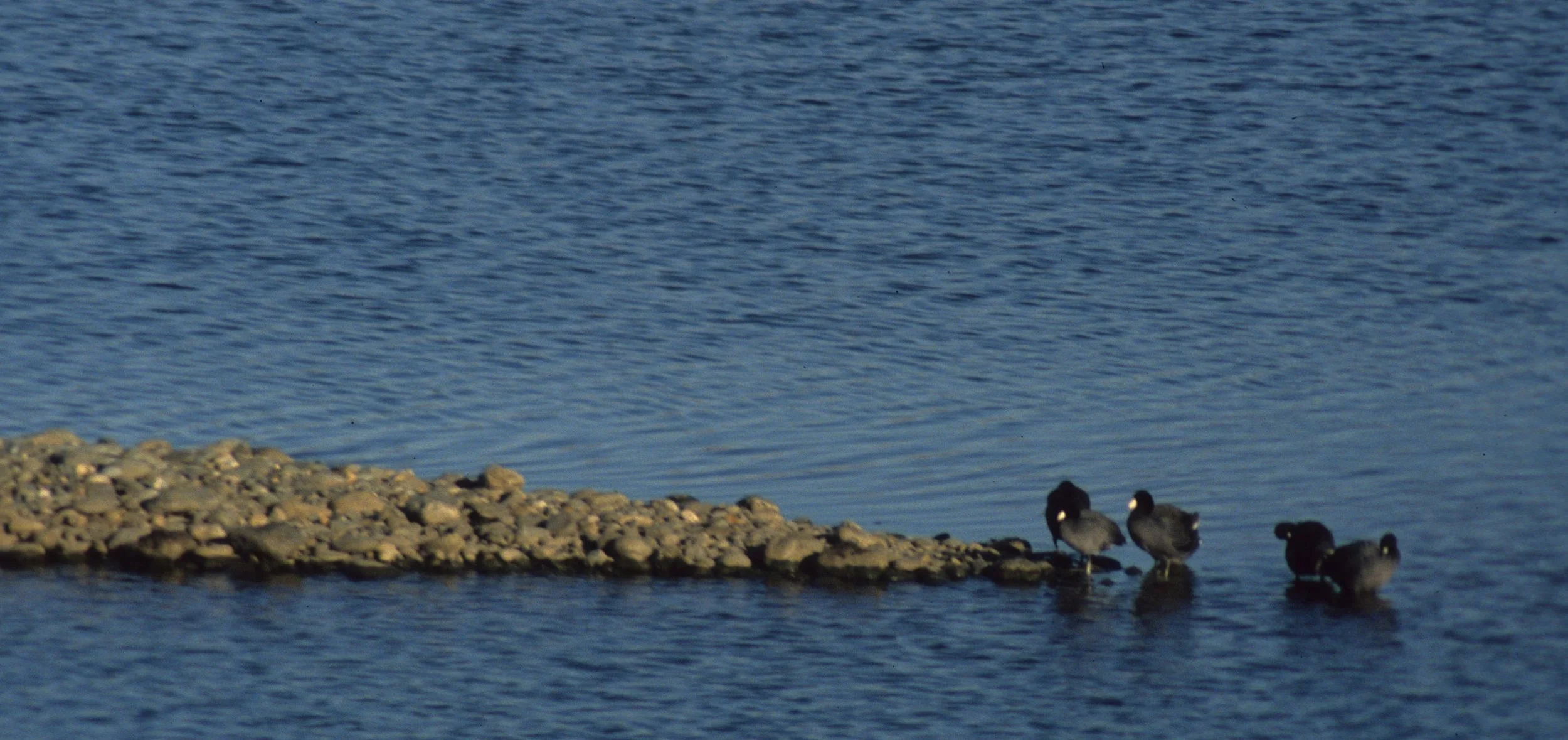 American Coot (Fulica americana) American River Sacramento California.jpg