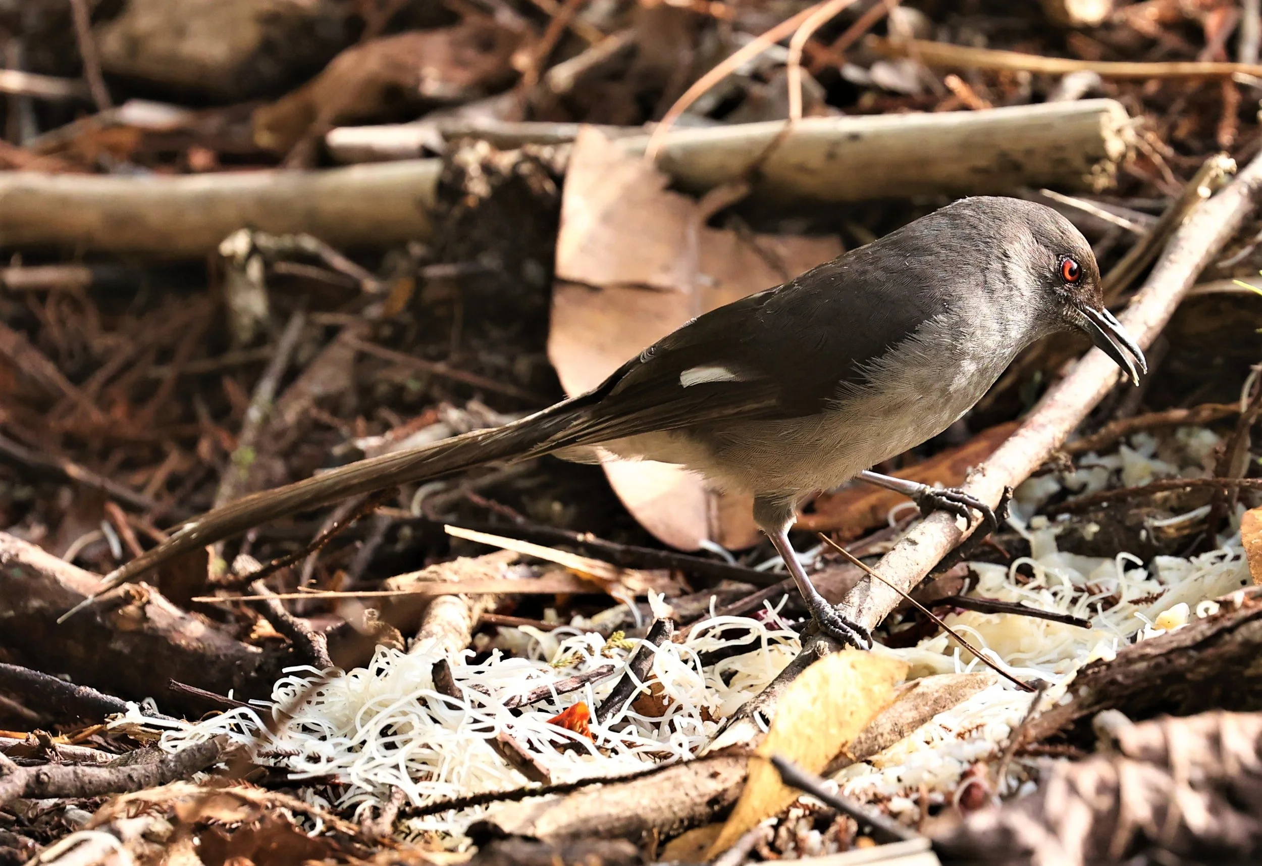 Heterophasia picaoides - LONG-TAILED SIBIA - FRASER'S HILL, MALAYSIA JUNE 2022 (32).jpg