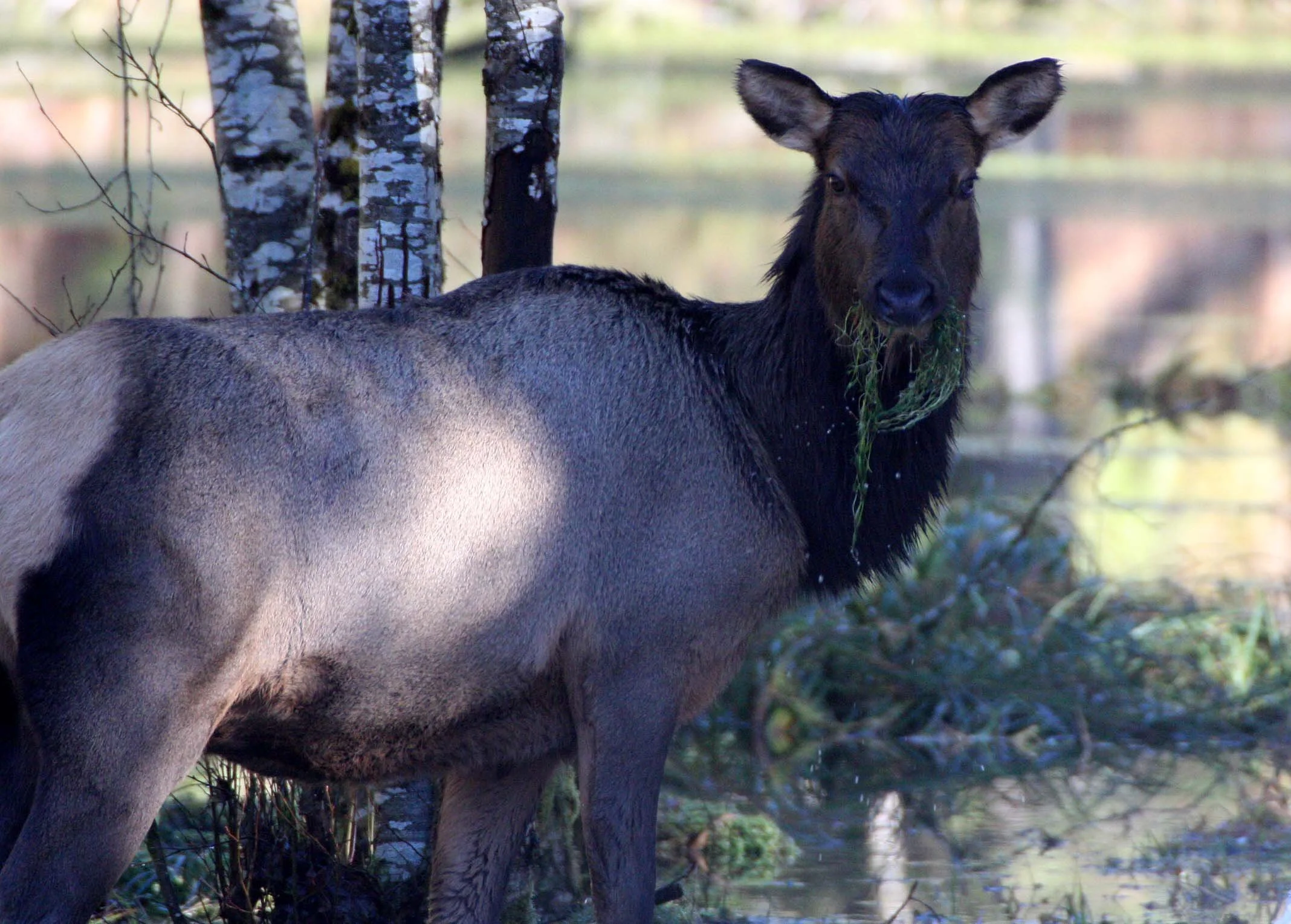 CERVID - ELK- ROOSEVELT ELK - HOH RAINFOREST WA (11).JPG