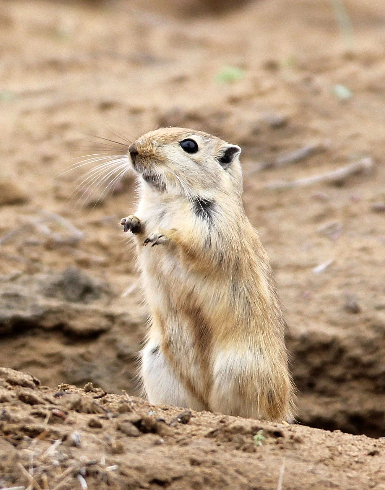 Rhombomys opimus - GREAT GERBIL - WUTONG GOU DESERT ATTRACTION XINJIANG CHINA (14).JPG