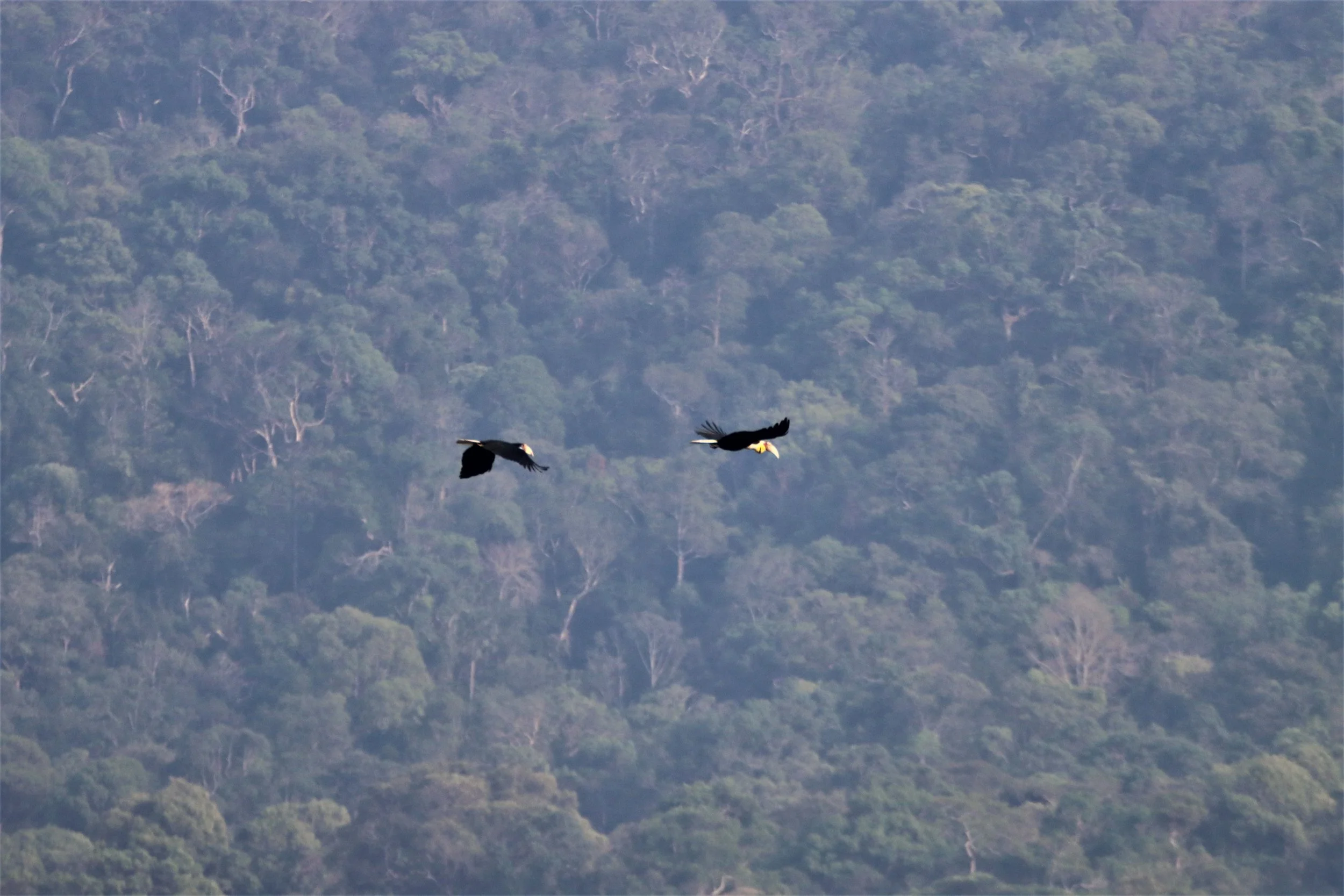HORNBILL - WREATHED HORNBILL - Rhyticeros undulatus - KHAO YAI NP THAILAND (206).JPG