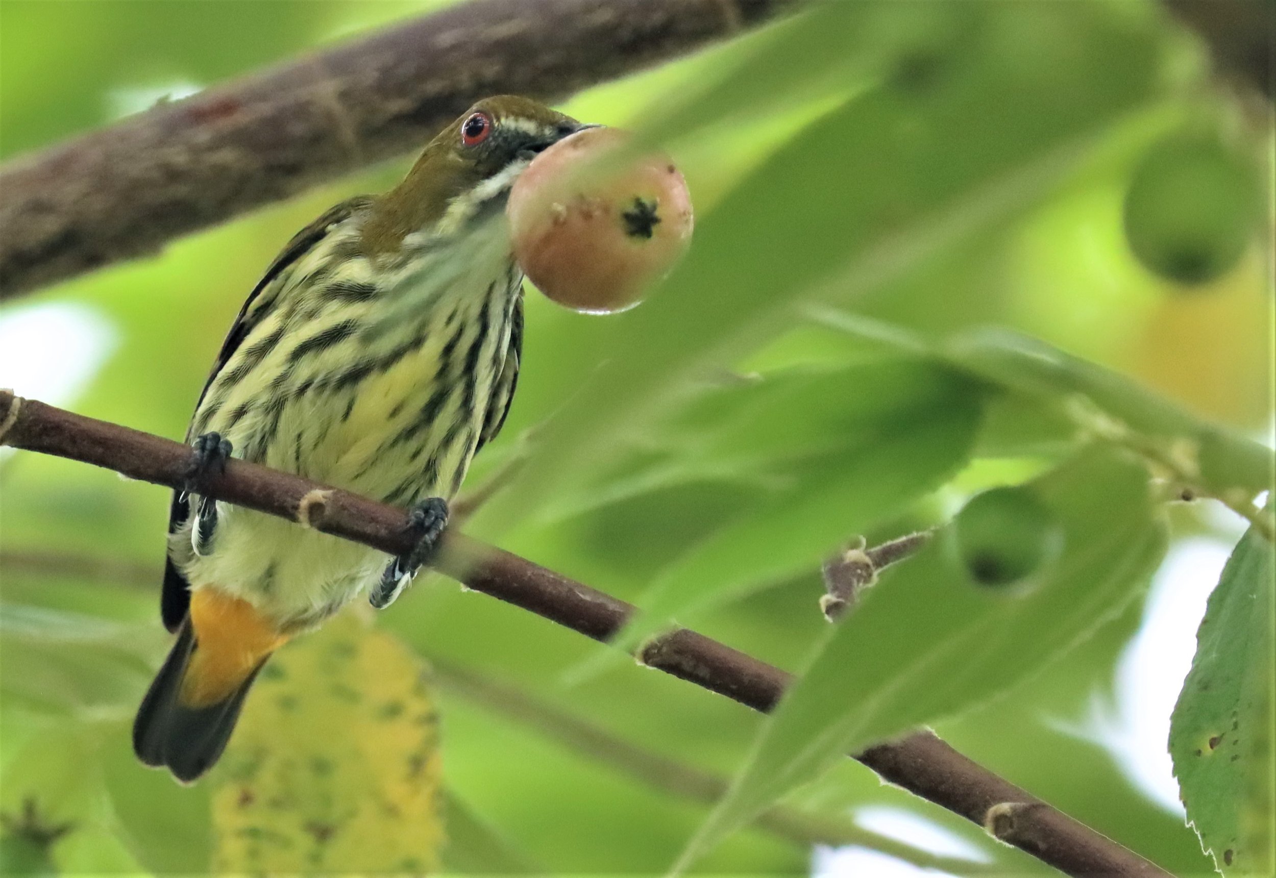 FLOWERPECKER - YELLOW-VENTED FLOWERPECKER - Dicaeum chrysorrheum - BAAN MAKA - IMAGE BY GIFT  (28).jpg