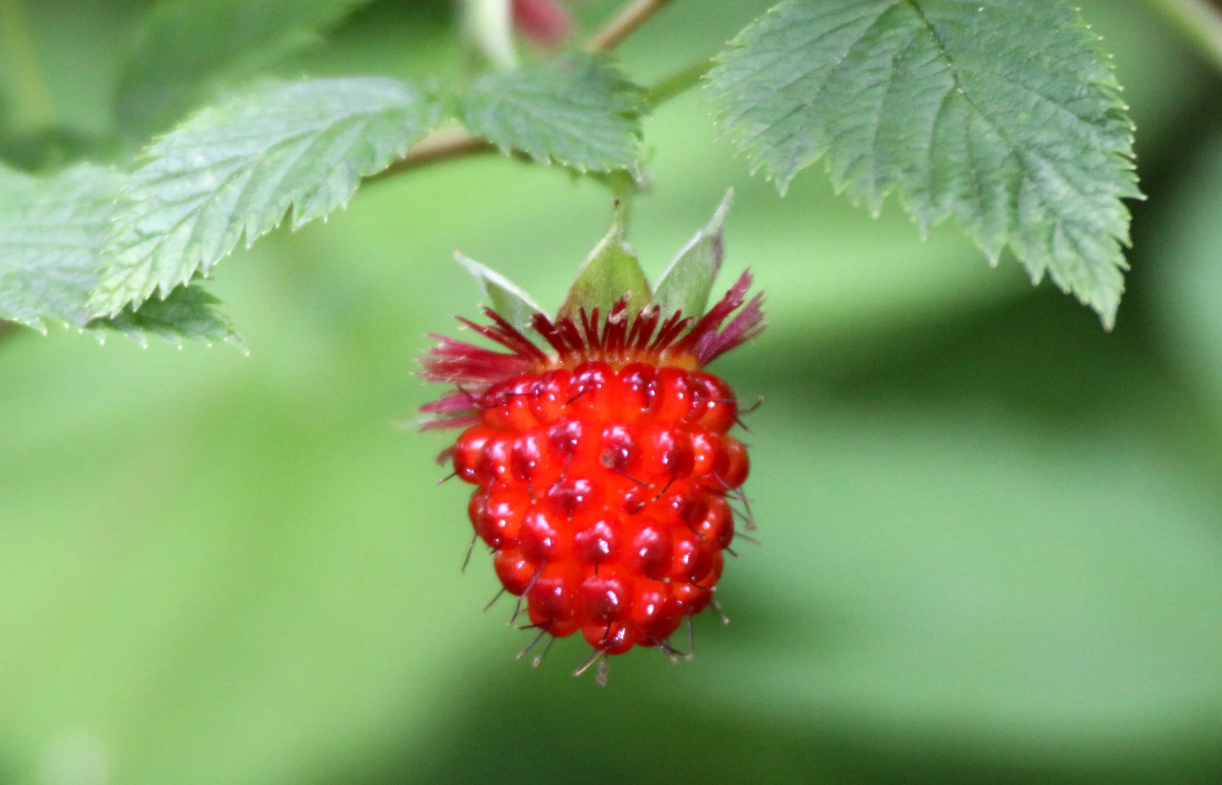 ROSACEAE - SALMON BERRY - THOMPSON SOUND BC (4).JPG