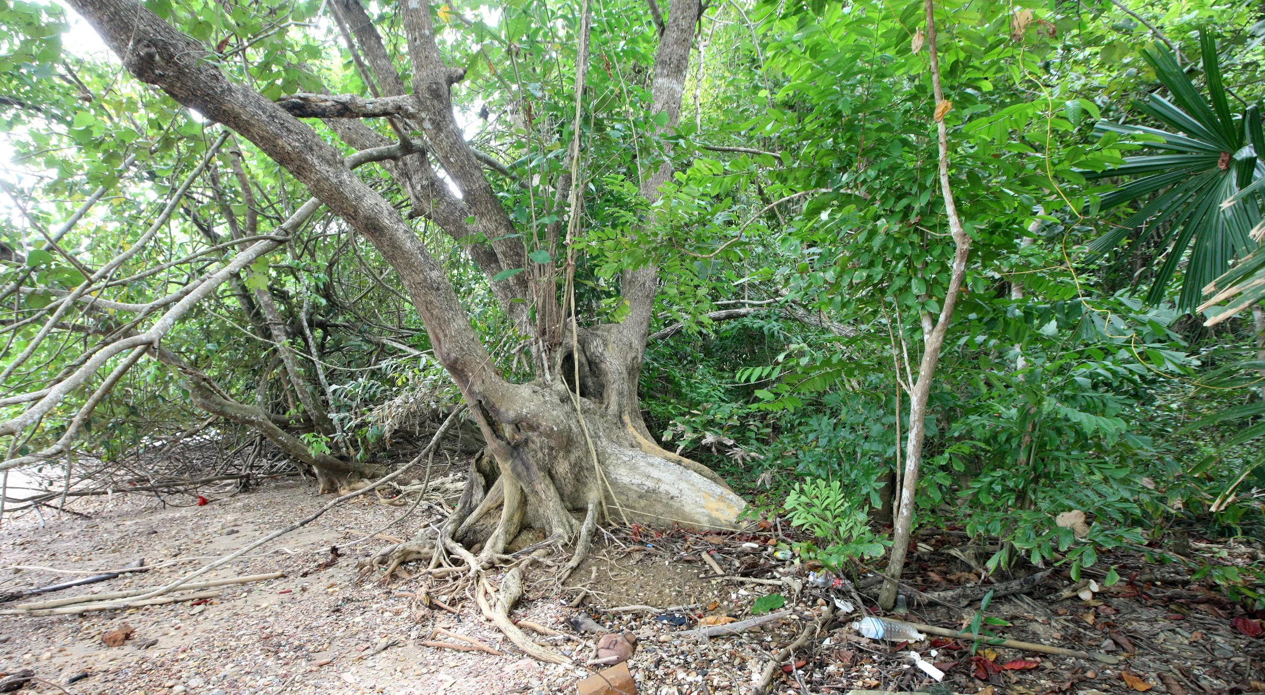 LANTA ISLAND - OUR PROPERTY - WINTER 2011 (16).JPG