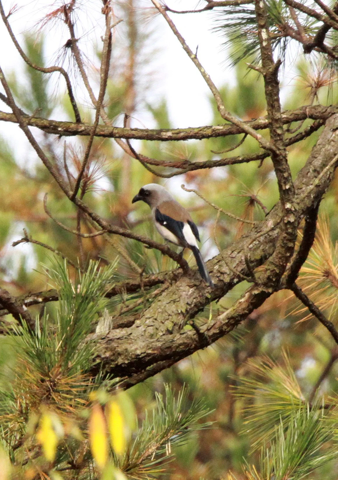 BIRD - TREEPIE - MEIHUASHAN - FUJIAN CHINA (1).JPG