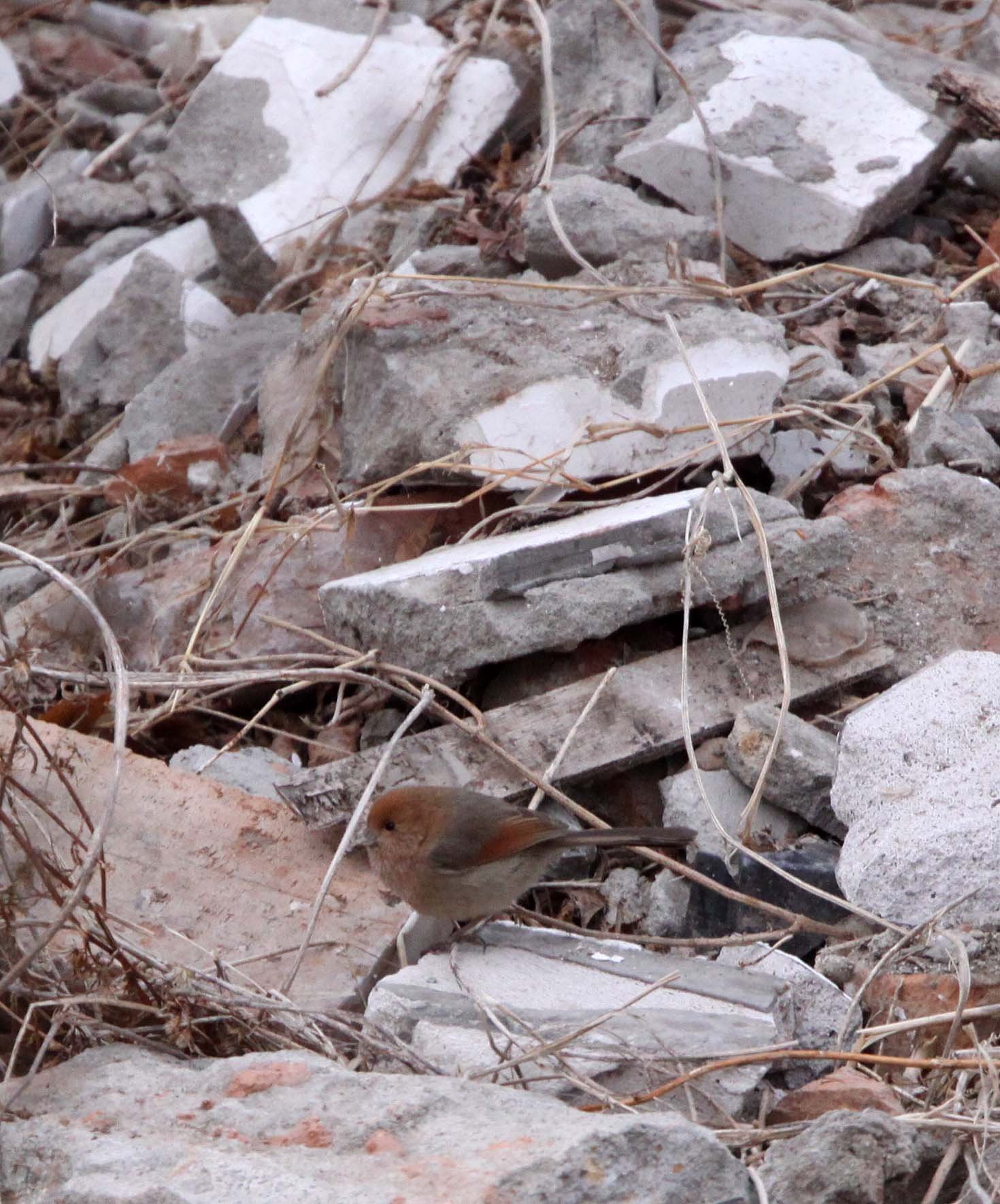BIRD - PARROTBILL - VINOUS-THROATED PARROTBILL- YANCHENG CHINA (2).JPG