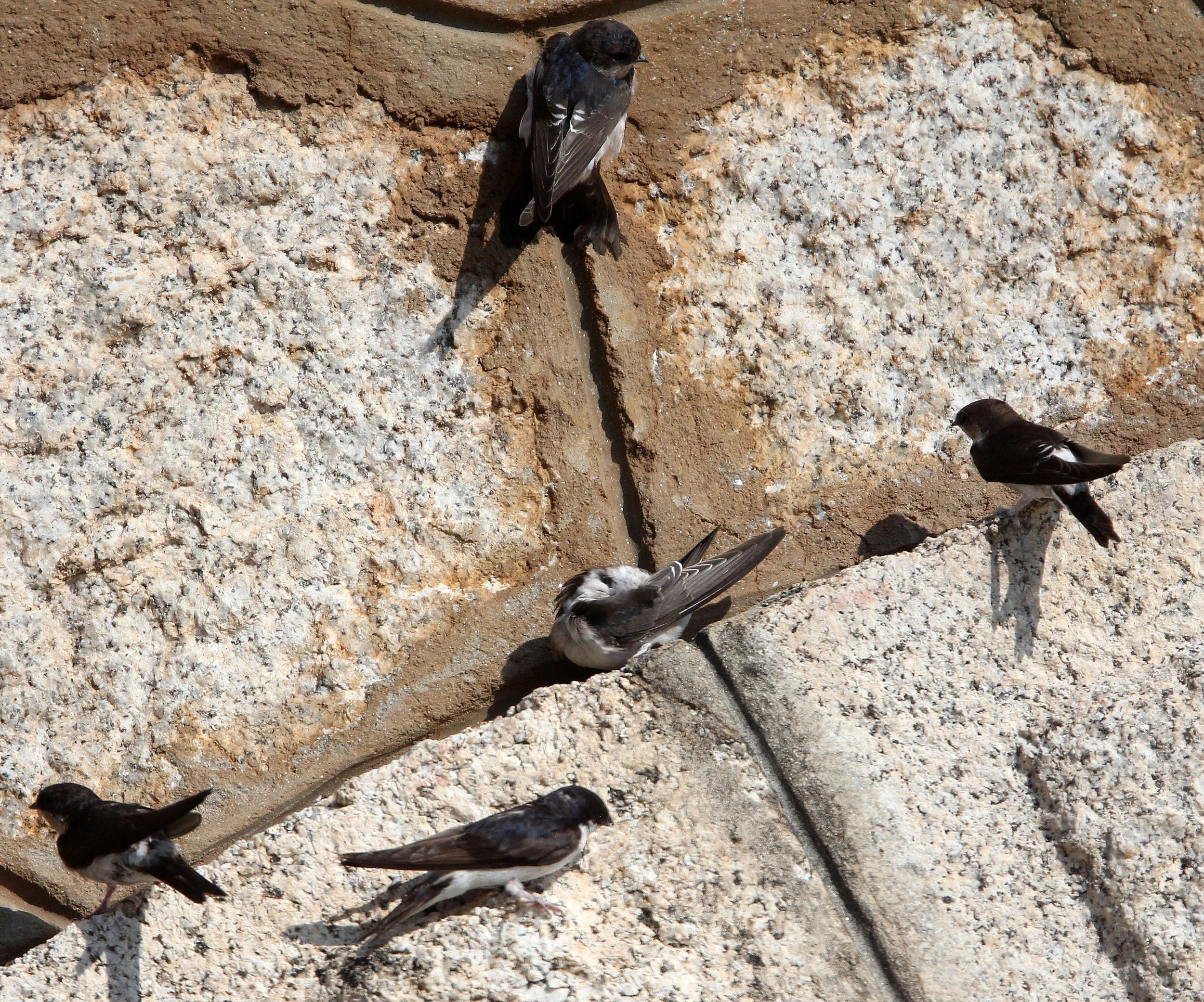 Sand Martin (Riparia riparia) Sierra de Andujar Spain (3).JPG