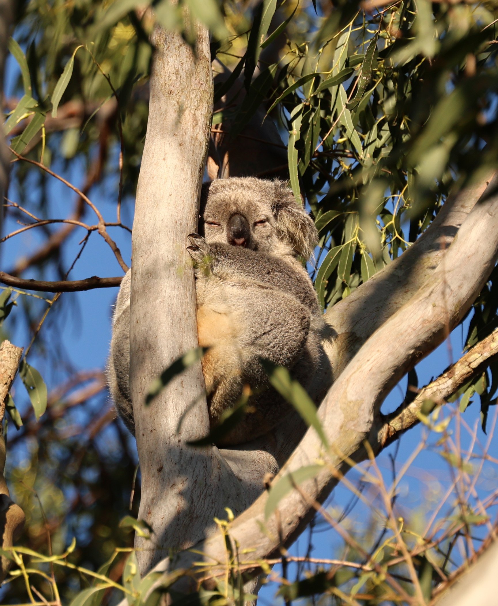 Queensland Koala (Phascolarctos cinereus adustus) Koala Trail Road and Locations South of Brisbane - Queensland