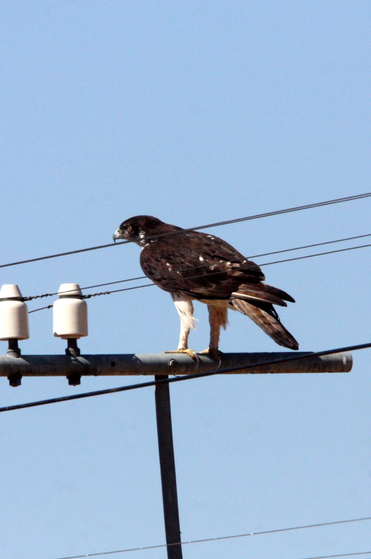 Polemaetus bellicosus - MARTIAL EAGLE - DAMARALAND NAMIBIA (2).JPG