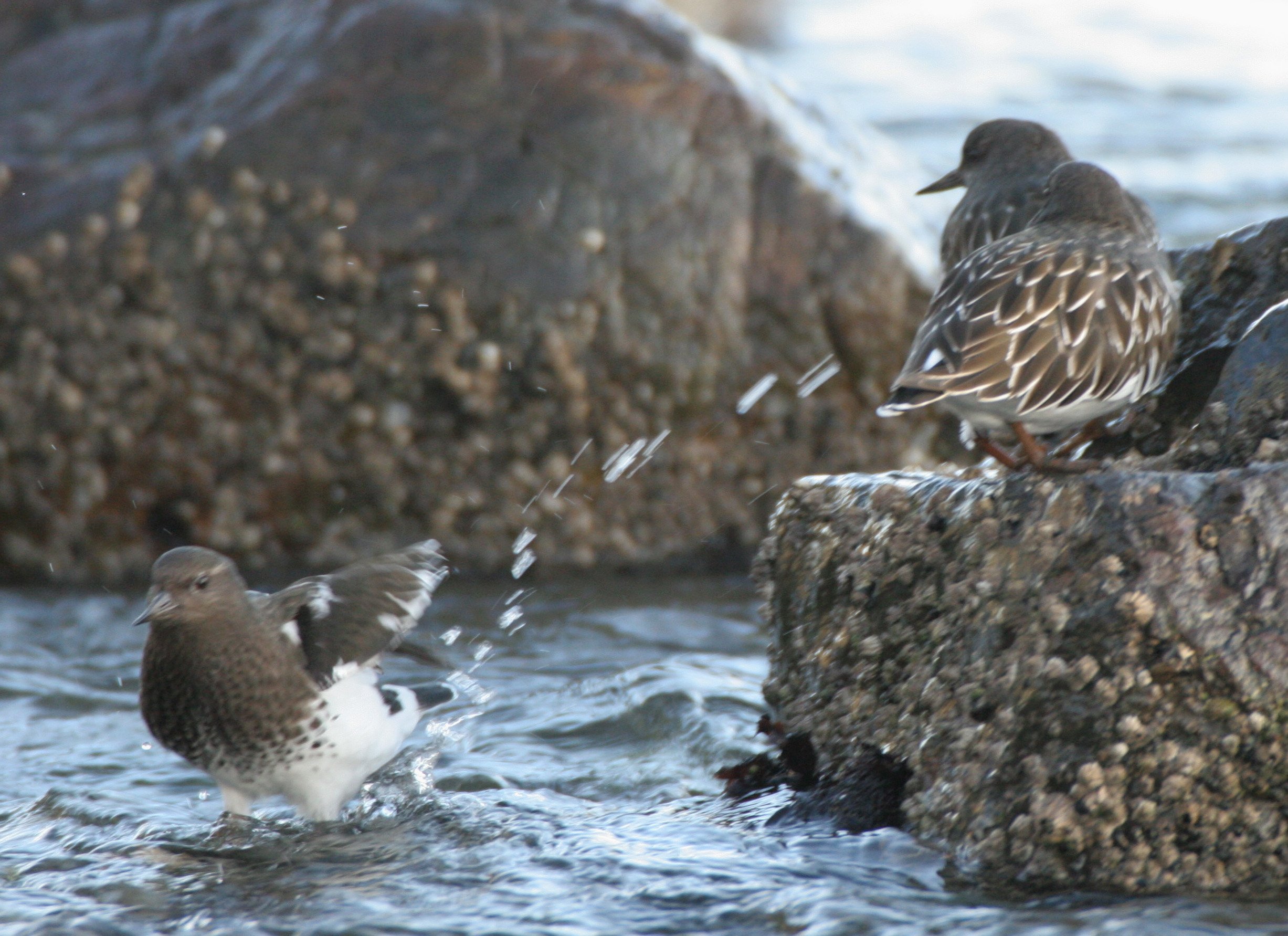 BIRD - TURNSTONE - BLACK TURNSTONE - PA HARBOR (40).jpg