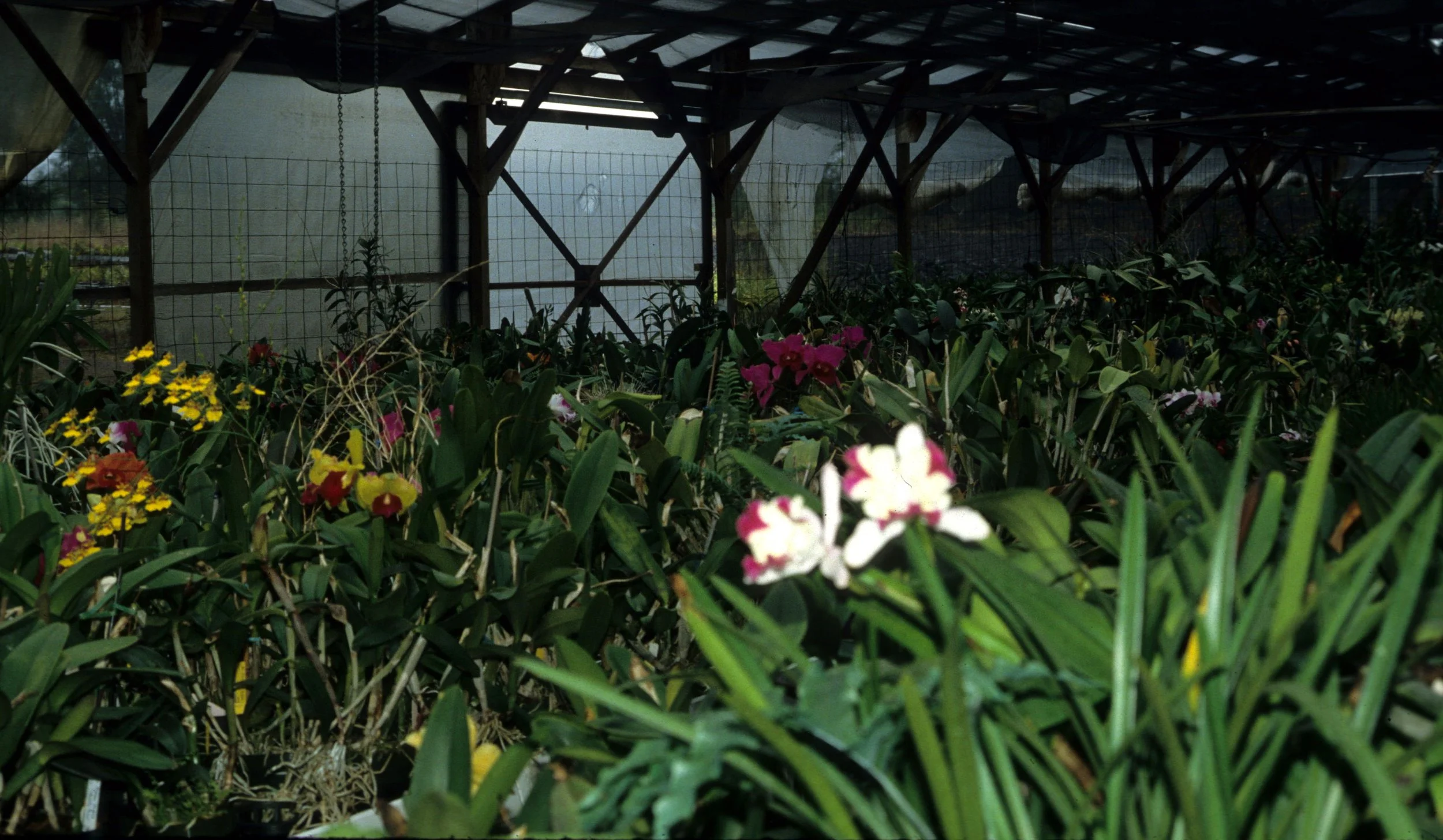HAWAII - HAWAII - ORCHID FARM - AKATSUKA FARMS.jpg