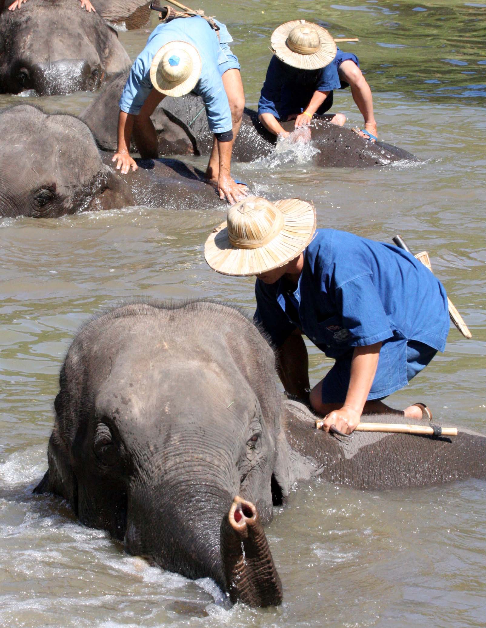 2008 Lampang City & Elephant Center (77).JPG