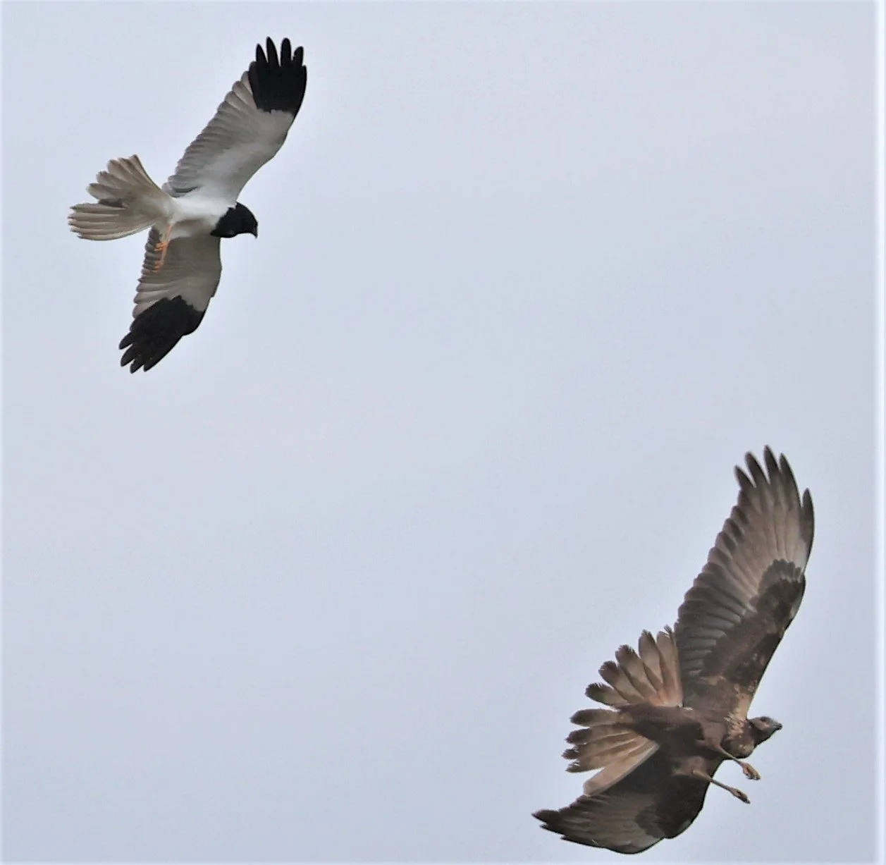 HARRIER - PIED HARRIER - Circus melanoleucos - with EASTERN MH - YONOK CHIANG SAEN CHIANG RAI - ROOST Feb 2022  (1).jpg