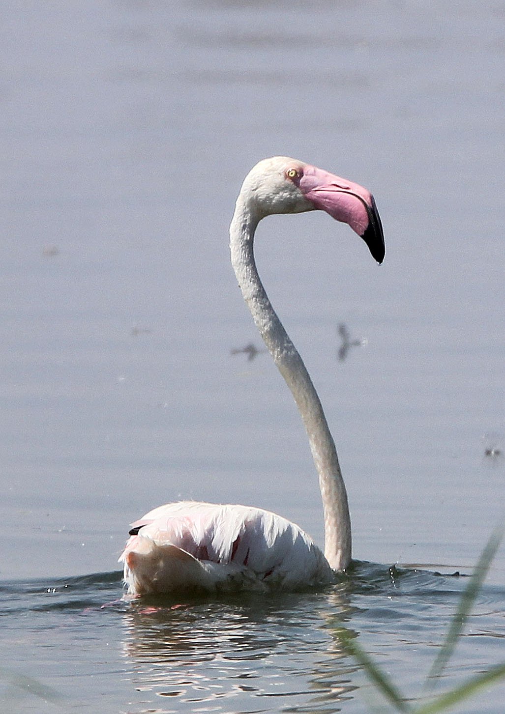Phoenicopterus roseus - Greater Flamingo - Laguna Dulce Spain (9).JPG