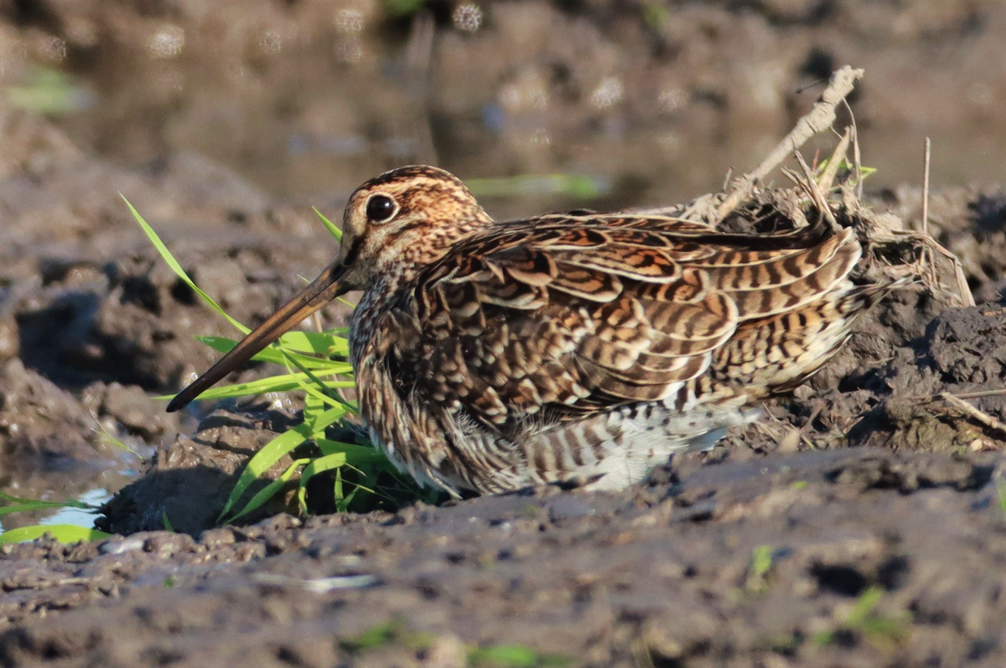 SNIPE - PINTAIL SNIPE - Gallinago stenura - PATHUM THANI RICE RESEARCH CENTER AUGUST 24 2021 (126).jpg