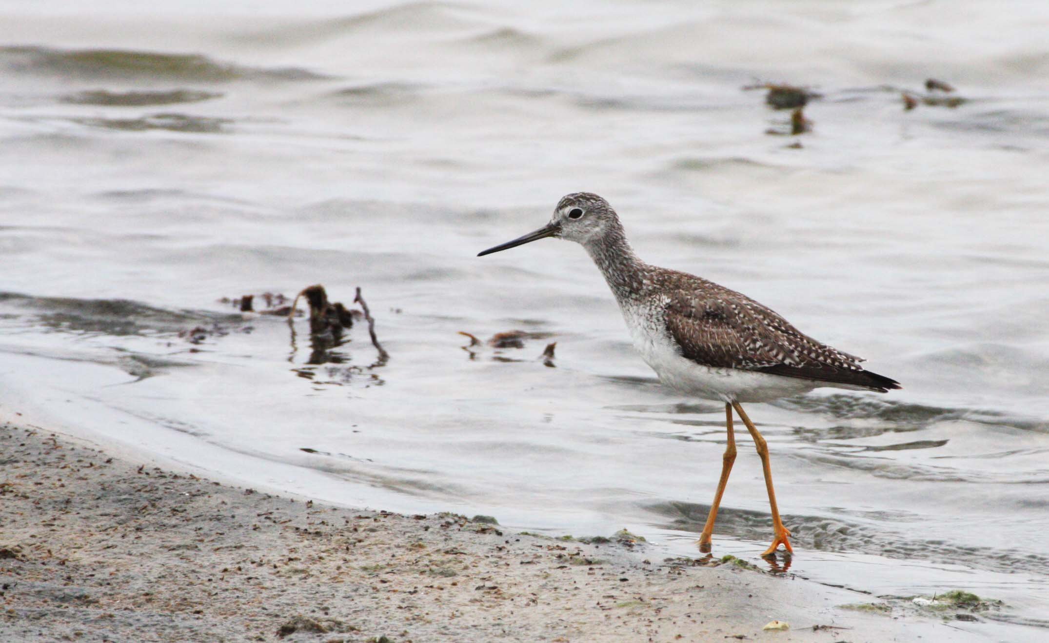 BIRD - YELLOWLEGS - GREATER YELLOWLEGS - TRINGA MELANOLEUCA - OJO DE LIEBRE LAGOONS BAJA MEXICO (8).JPG