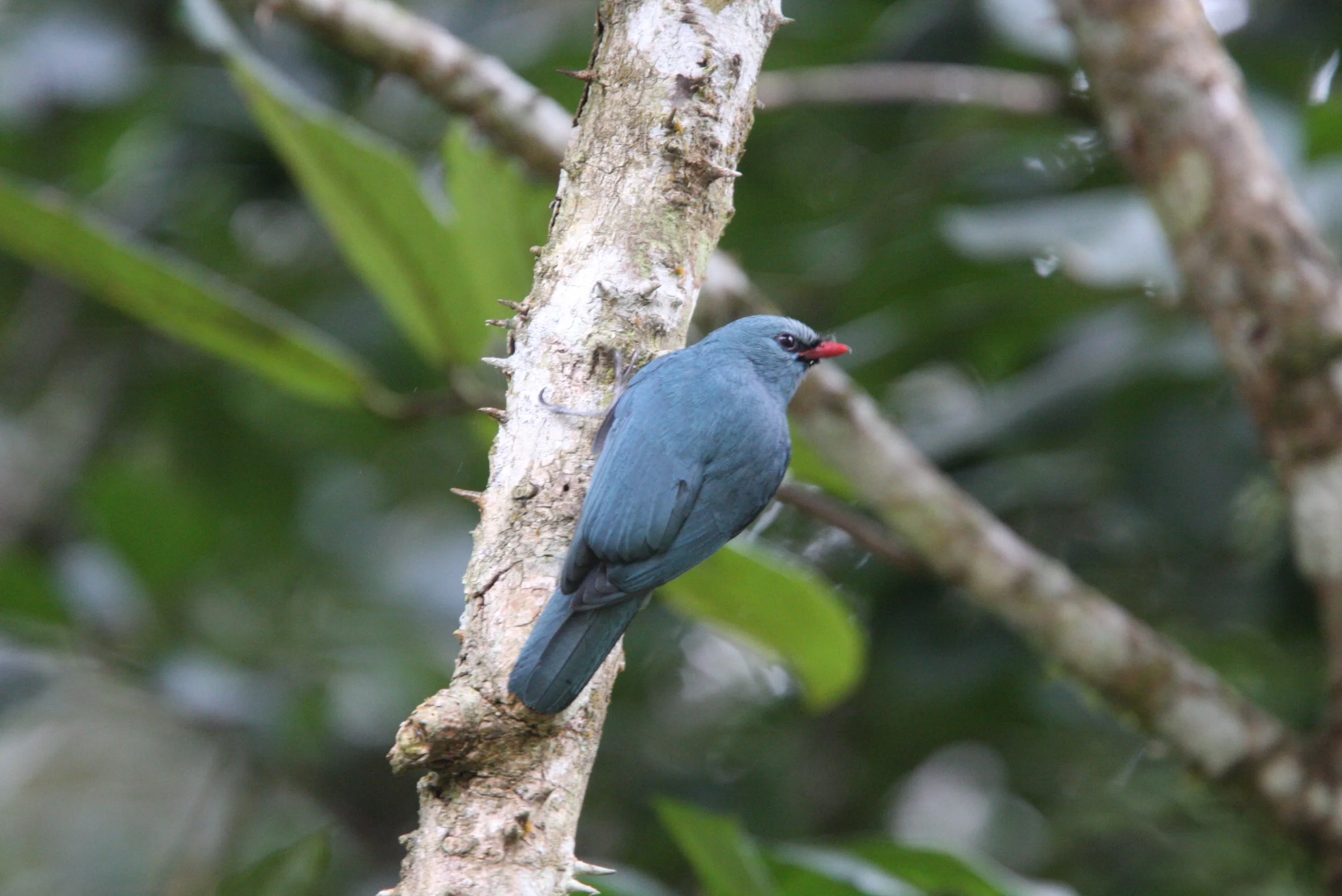 Nuthatch Vanga or Coral-billed Vanga - Mantadia National Park, Madagascar