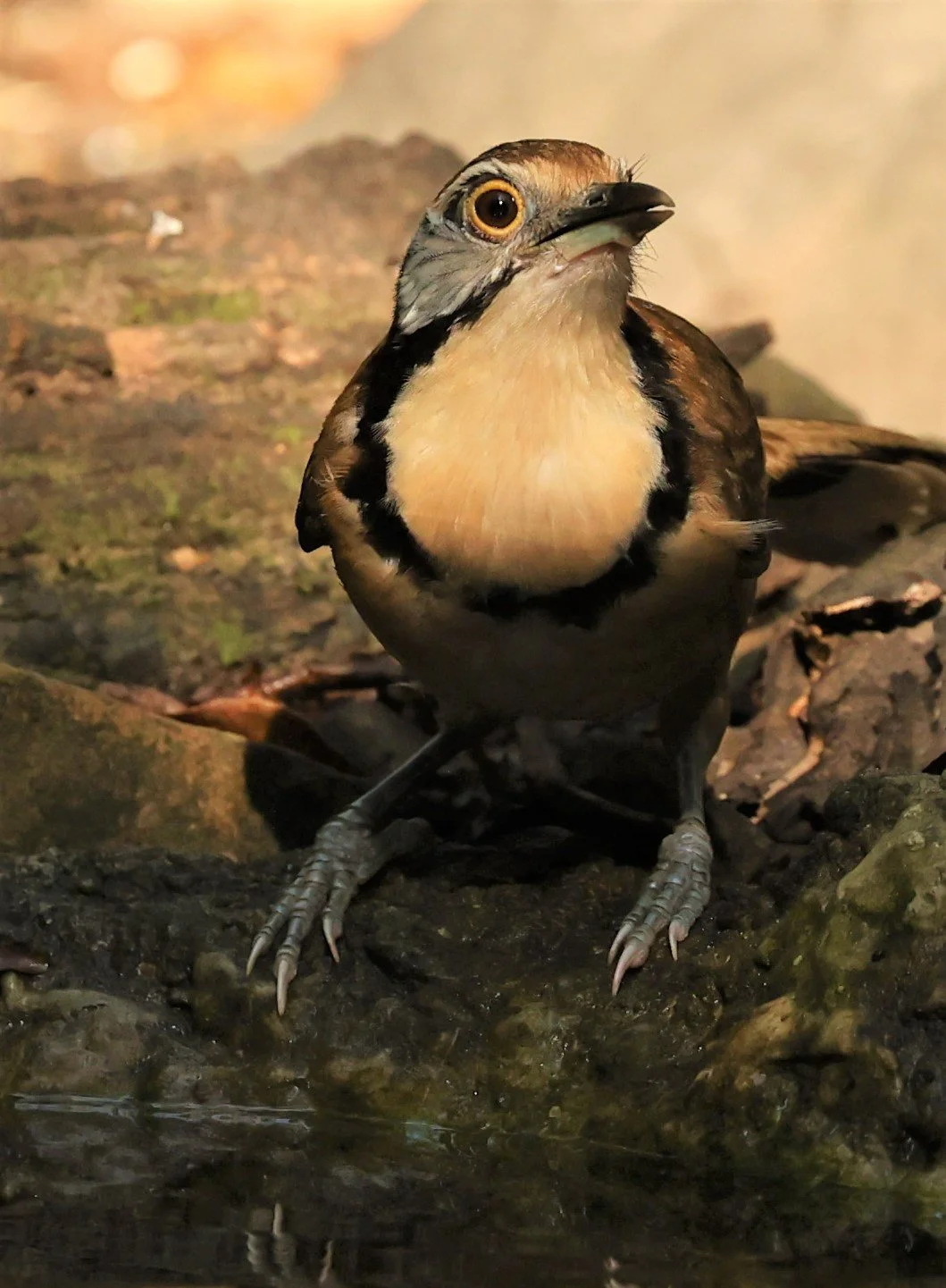 LAUGHINGTHRUSH - GREATER NECKLACED LAUGHINGTHRUSH - Garrulax pectoralis - LUNG SIN HIDE NEAR KAENG KRACHAN FEB 2022 (6).jpg