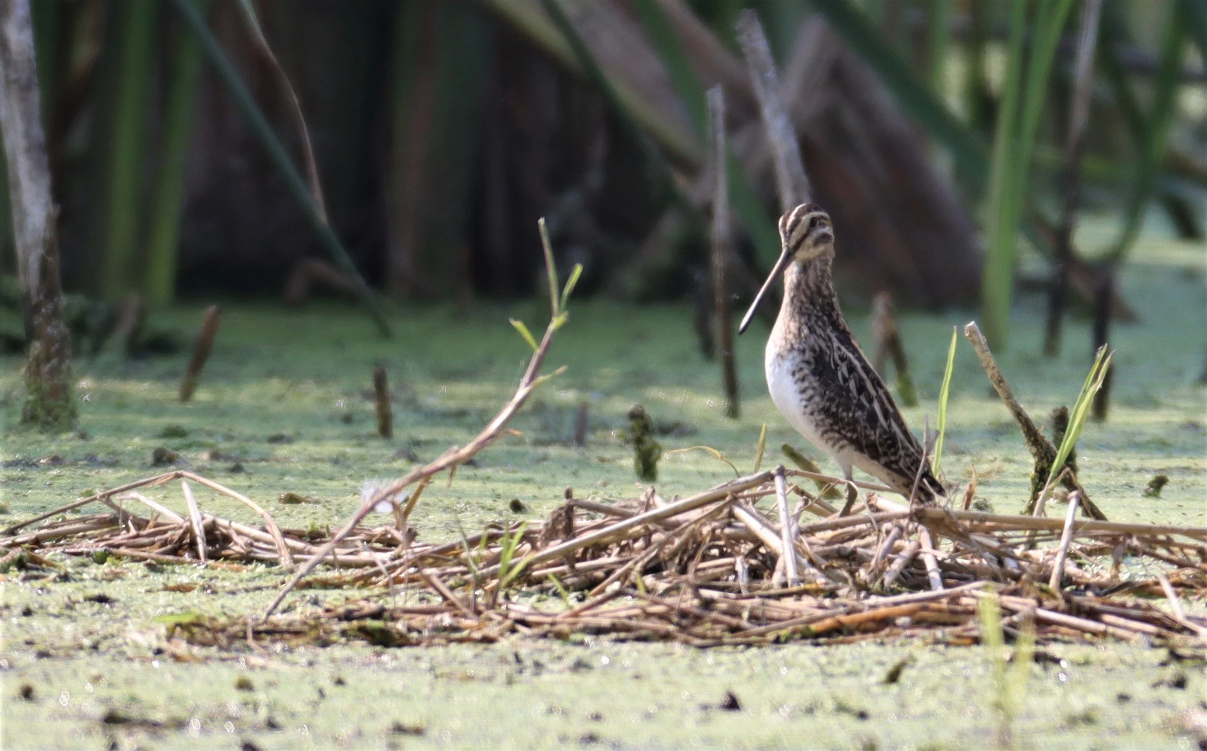 SNIPE - COMMON SNIPE - Gallinago gallinago - LAT KRABANG WETLANDS NEAR BKK (118).jpg