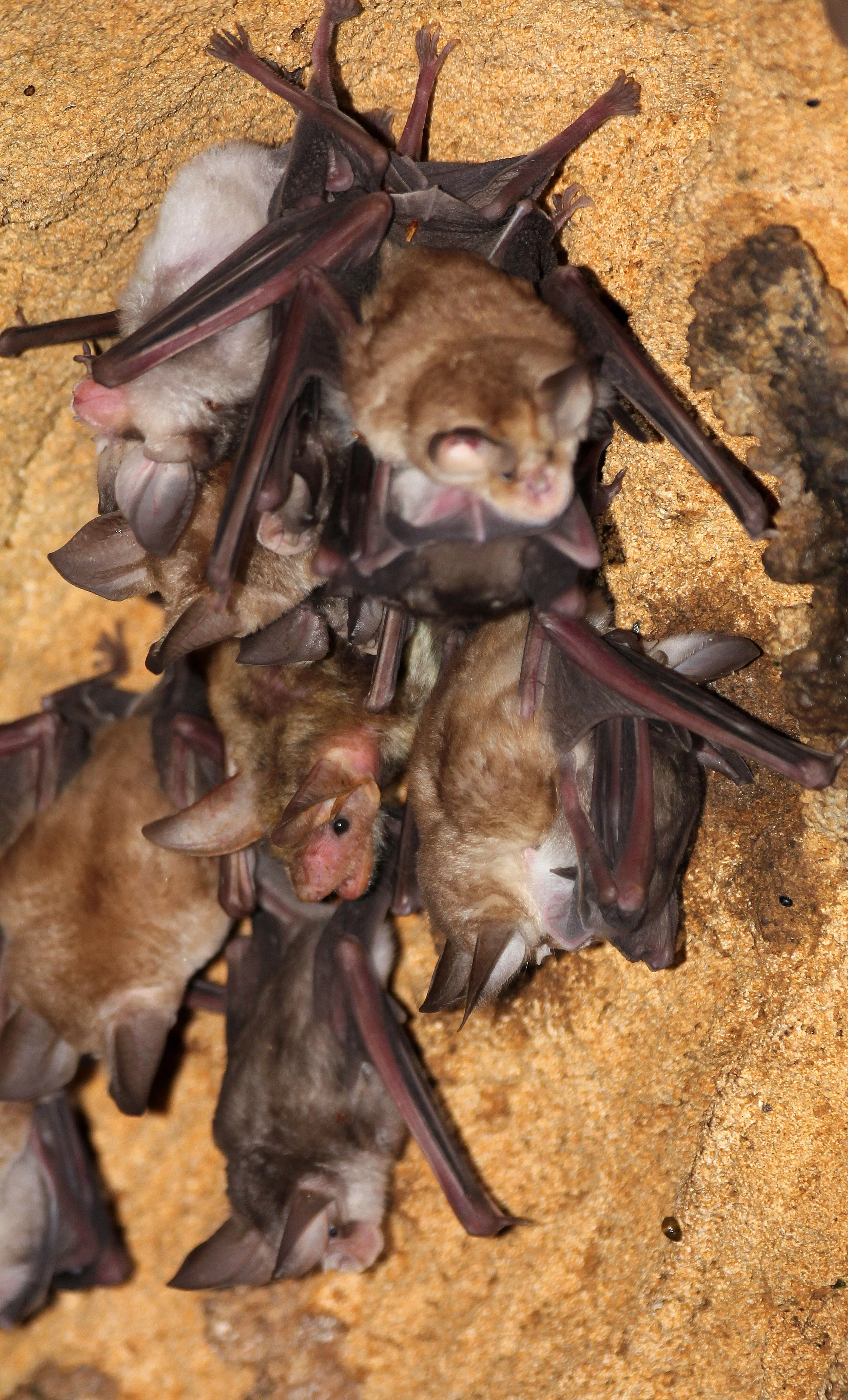 Myotis punicus - MAGHREB'S MOUSE-EARED BAT - EL HAOAURIA BAT CAVES (12).JPG