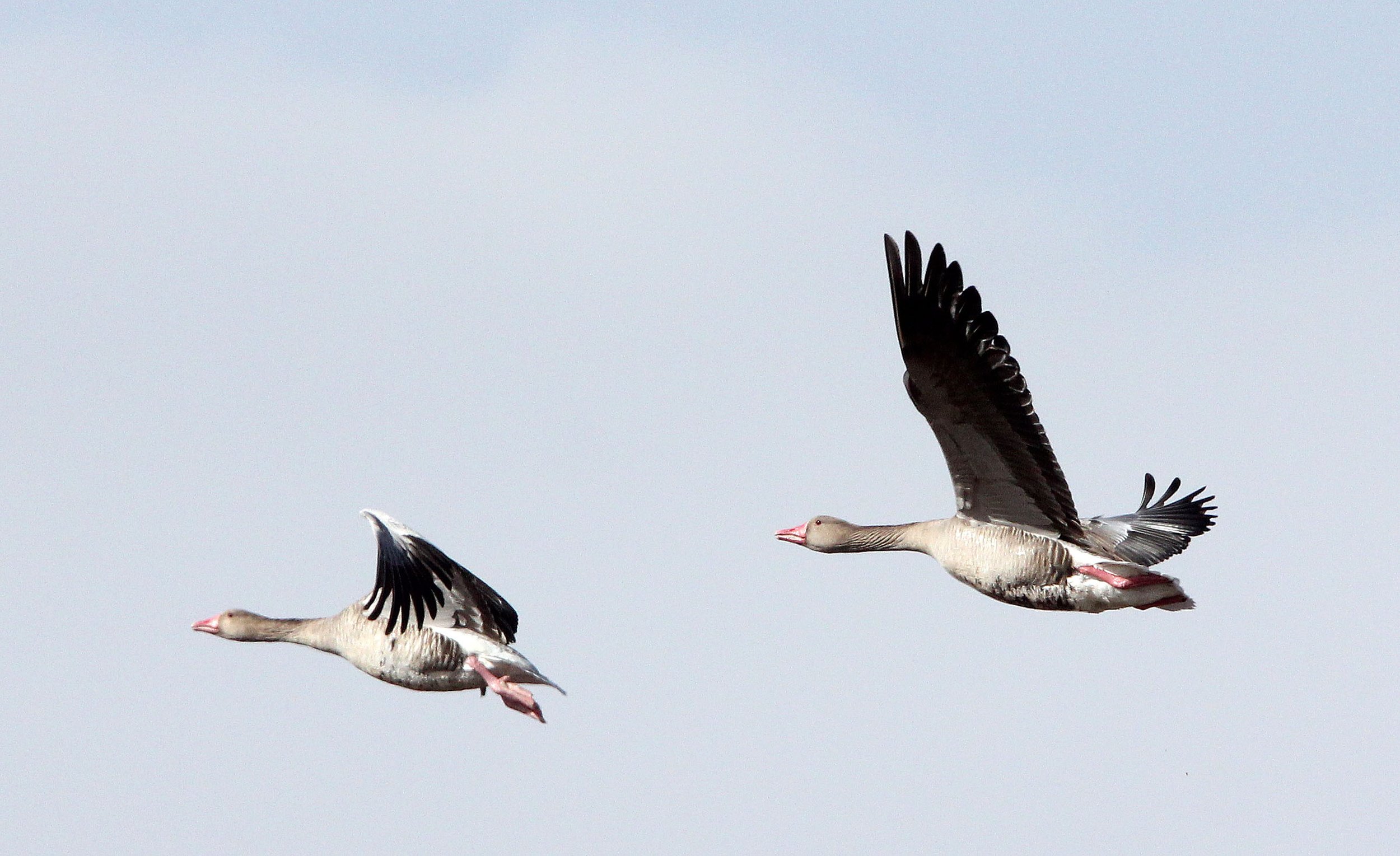 GOOSE - GREYLAG GOOSE - Anser anser - QINGHAI LAKE CHINA (11).jpg