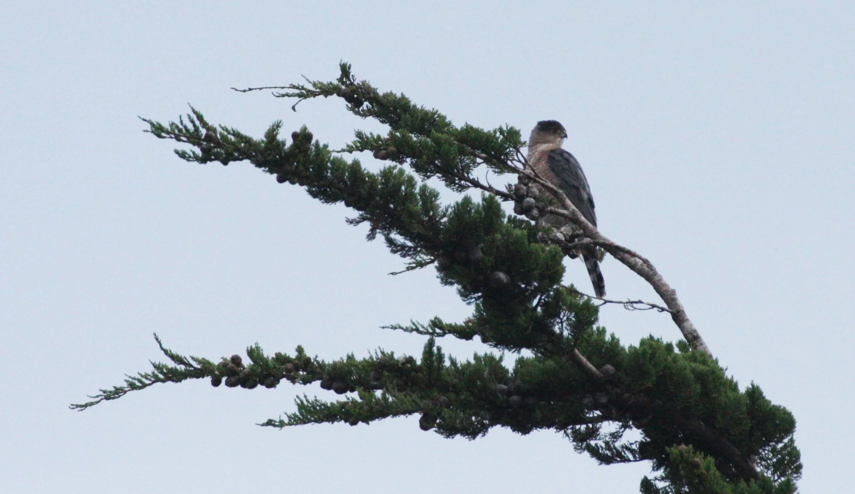 Accipiter cooperii - COOPERS HAWK - SEQUIM PRAIRIE (13).JPG