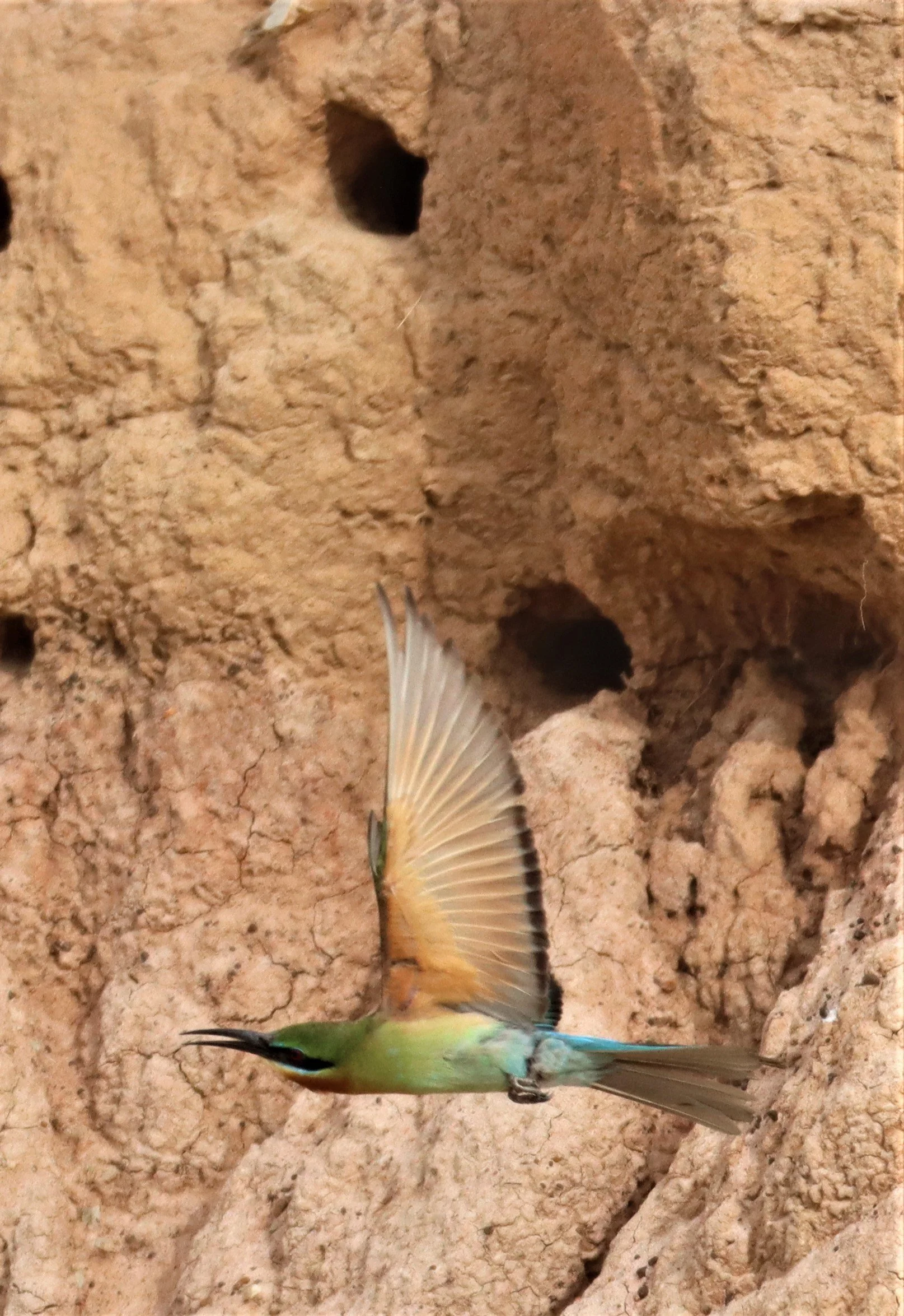 BEE EATER - BLUE-TAILED BEE-EATER - Merops philippinus - PETCHABURI OPEN QUARY AREA ON WAY TO BAAN MAKA (20).jpg
